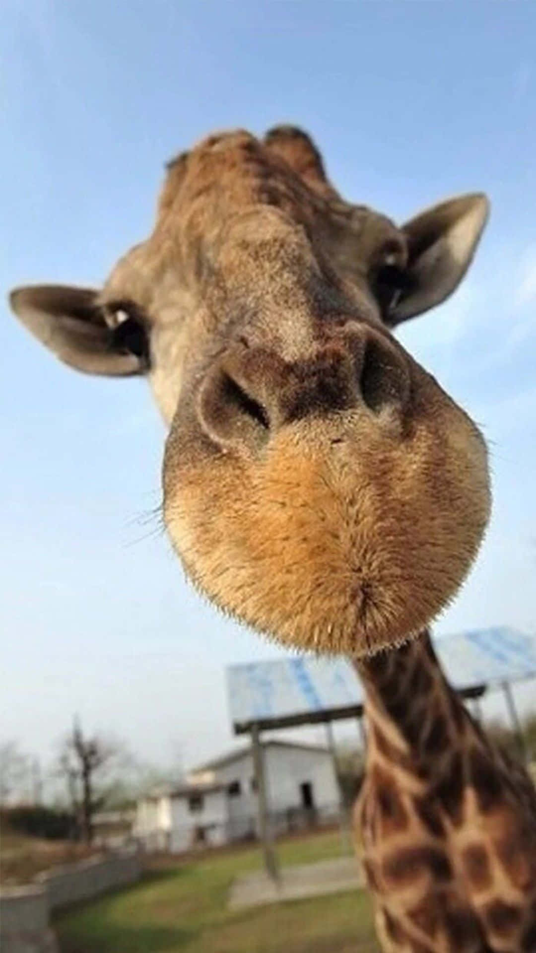 動物 桌布 壁紙 — 長頸鹿靠近相機，鼻子幾乎碰到鏡頭，背景是清澈的藍天。