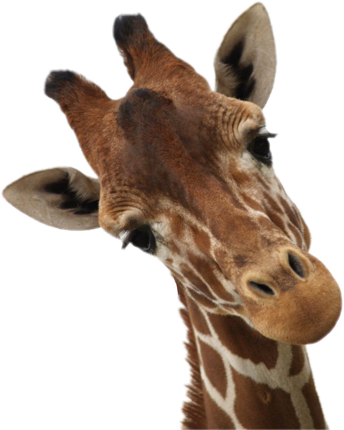 giraffes 桌布 壁紙 — 長頸鹿頭部和頸部的特寫，以純黑色背景凸顯其斑紋皮毛和溫柔的表情。
