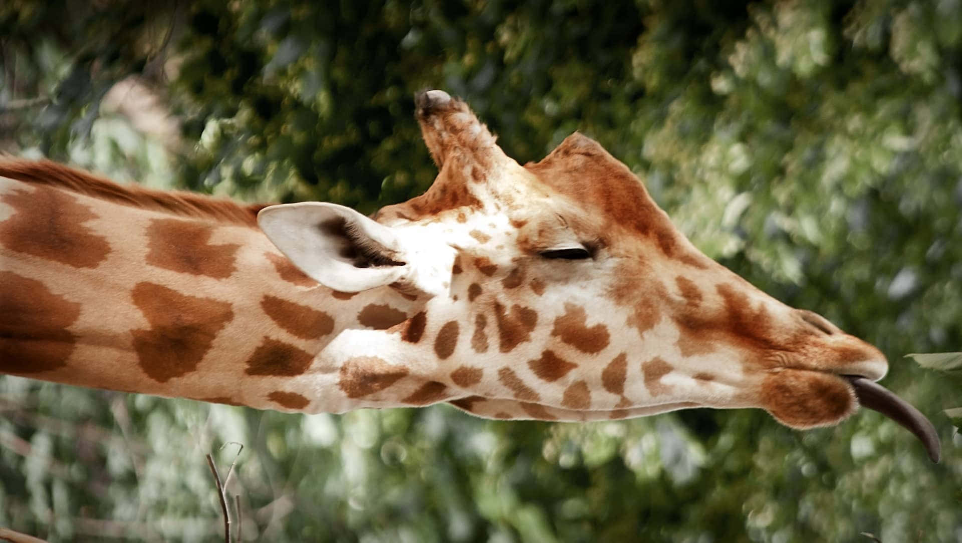 African Animals 桌布 壁紙 — 長頸鹿頭部和頸部的特寫，伸出長長的舌頭吃樹上的葉子。