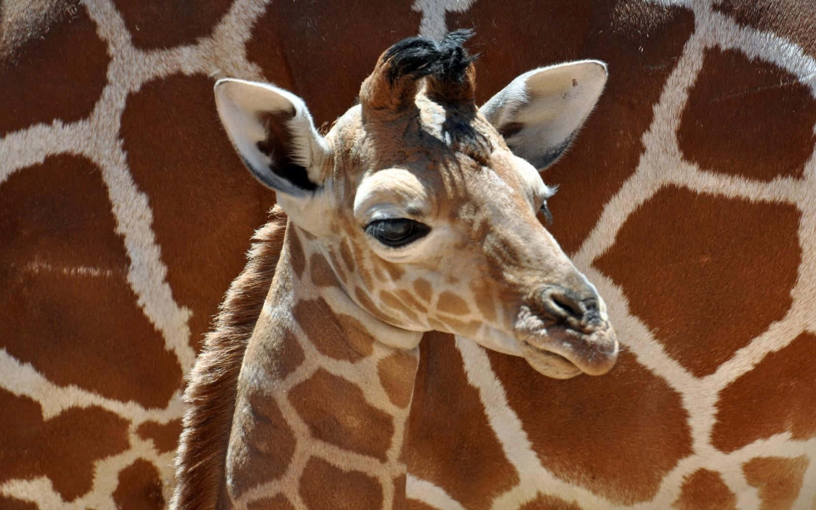 Baby Giraffe 桌布 壁紙 — 長頸鹿頭部和頸部的特寫，在明亮的陽光下顯示出詳細的棕色和白色圖案皮毛。