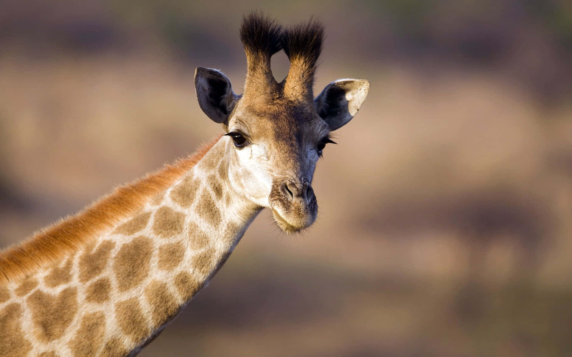 African Wildlife 桌布 壁紙 — 長頸鹿頭部和頸部的特寫，帶有詳細的斑點圖案和柔和的金色光線。
