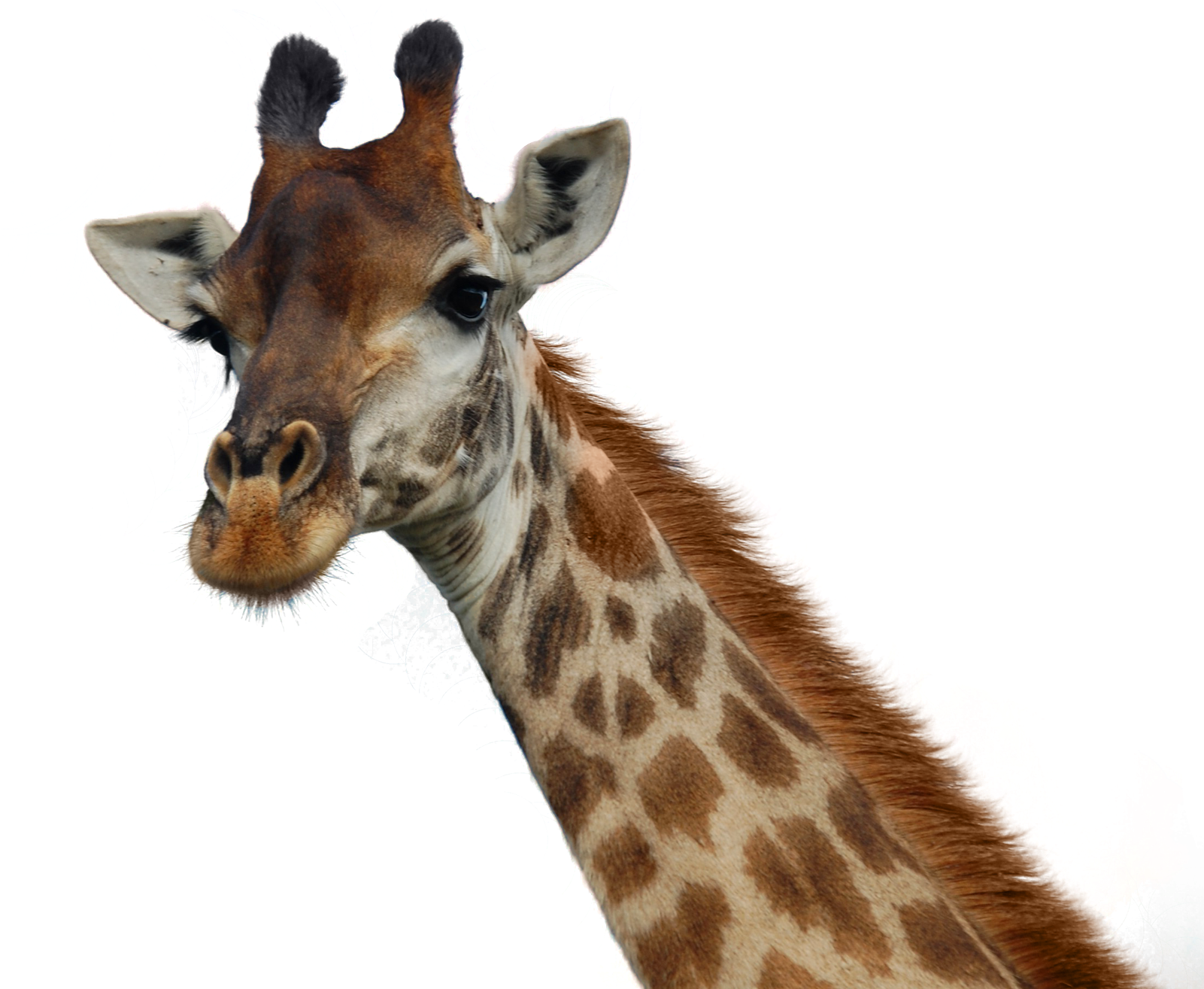 giraffes 桌布 壁紙 — 長頸鹿頭部和頸部的特寫，背景為黑色，帶有抽象彩色潑濺和白色月亮。