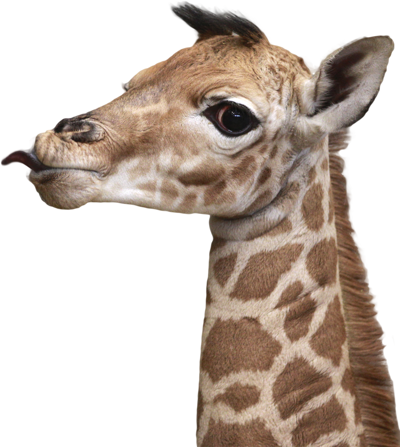 giraffes 桌布 壁紙 — 長頸鹿頭部和頸部的特寫，顯示詳細的斑點圖案和伸出的舌頭，背景為黑色。