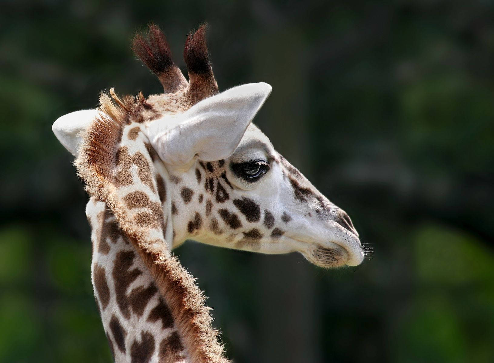 Baby Giraffe 桌布 壁紙 — 長頸鹿頭部和頸部的特寫，顯示詳細的斑點圖案和大耳朵，背景為模糊的綠色。