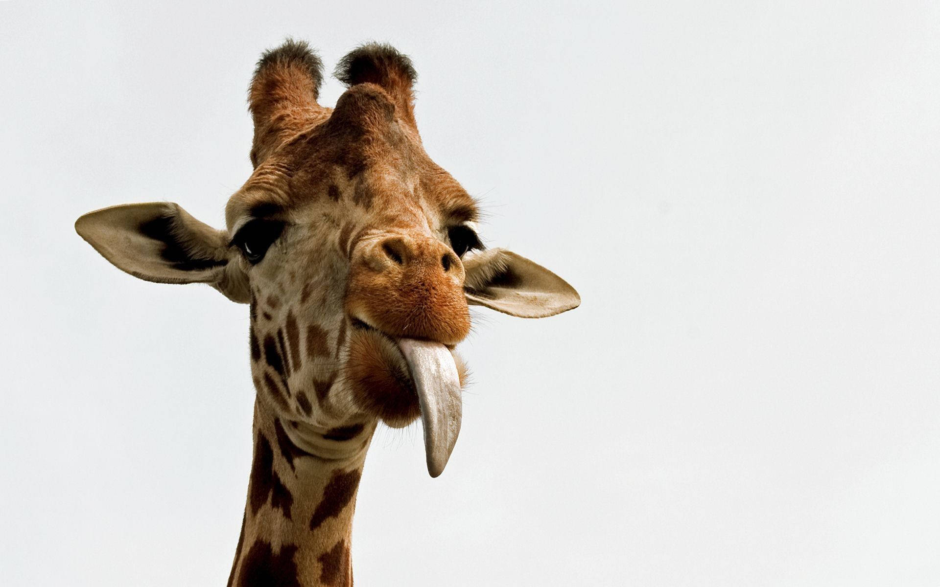 Baby Giraffe 桌布 壁紙 — 長頸鹿頭部特寫，伸出長長的粉紅色舌頭，背景為純白色。