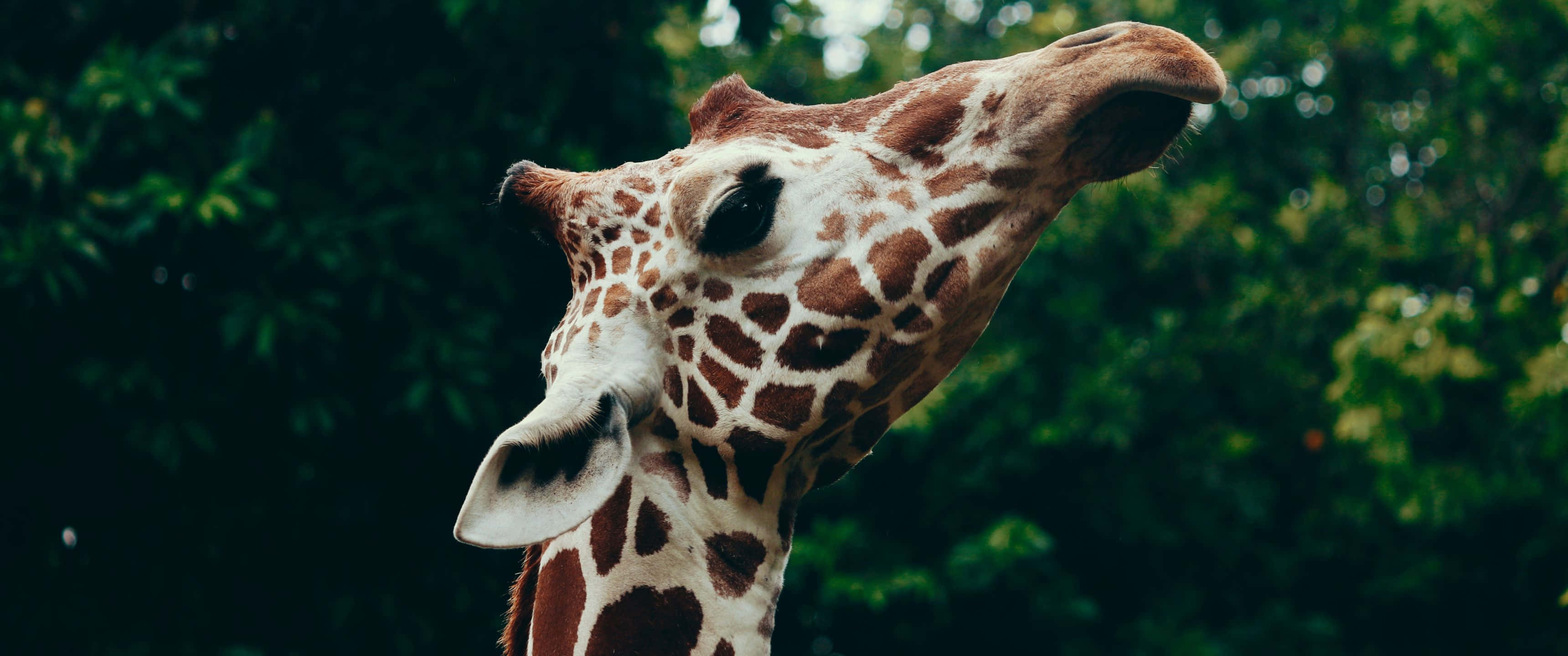 動物 桌布 壁紙 — 長頸鹿頭部特寫，帶有圖案皮毛，背景是模糊的綠色森林。