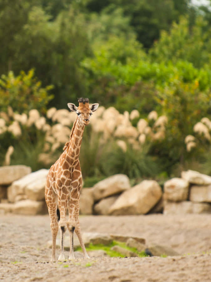Baby Giraffe 桌布 壁紙 — 長頸鹿高高站立在沙地上，背景有茂密的綠色樹葉和石頭岩石。
