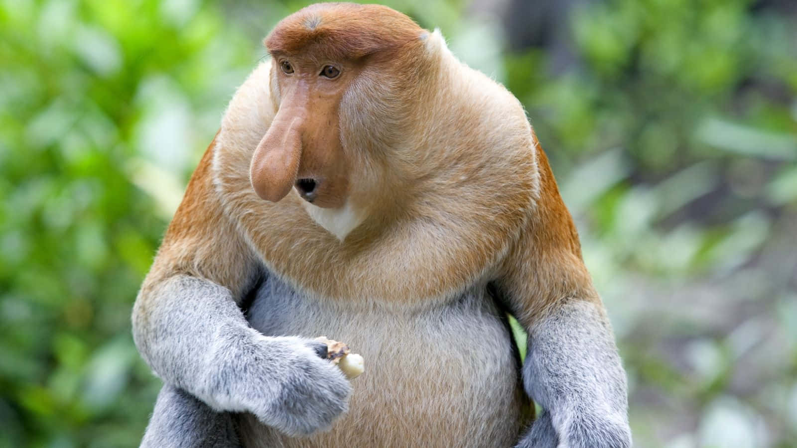 animals 桌布 壁紙 — 長鼻猴特寫，大鼻子，在茂密綠色森林背景下拿著堅果。