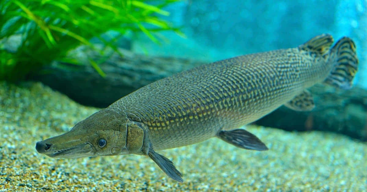 Gar 桌布 壁紙 — 長鼻雀鱔魚在沙質底質上優雅游動的詳細特寫，背景有綠色水生植物。
