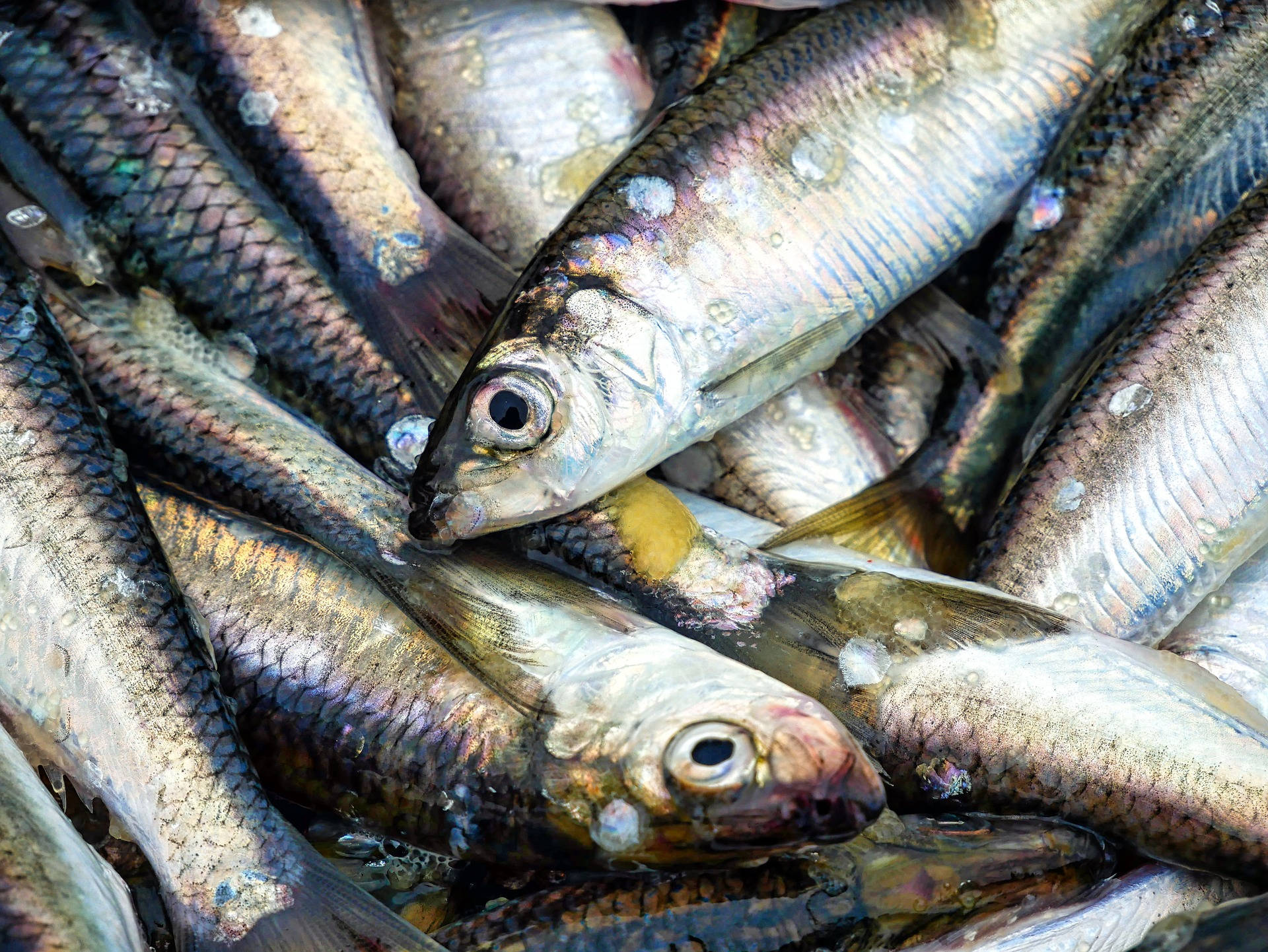 魚 桌布 壁紙 — 閃亮新鮮魚類的微距特寫，魚鱗呈現彩虹色澤，魚眼濕潤，堆疊在一起。
