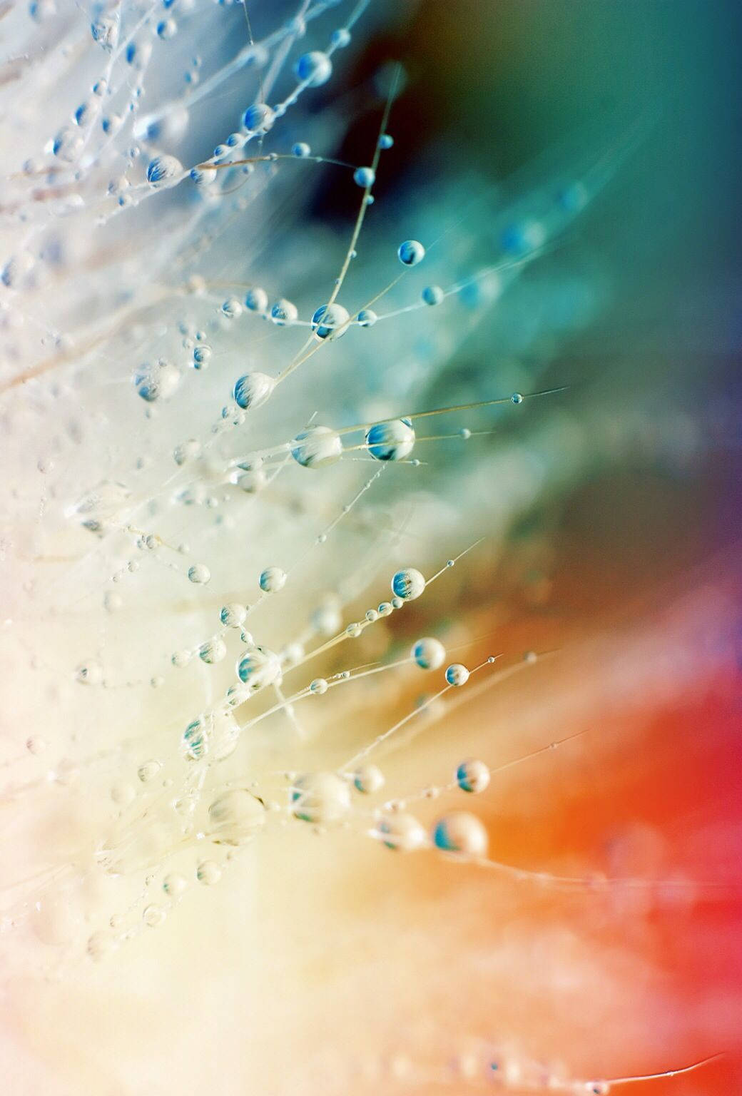 Beautiful Cool 桌布 壁紙 — 閃亮的水珠依附在細絲上，背景是充滿活力的青綠色、橙色和奶油色漸變。