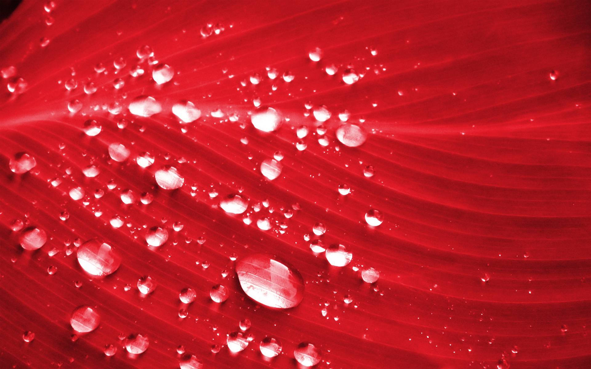 Red Color 桌布 壁紙 — 閃亮的水珠停留在鮮紅色紋理表面上，捕捉柔和光線。