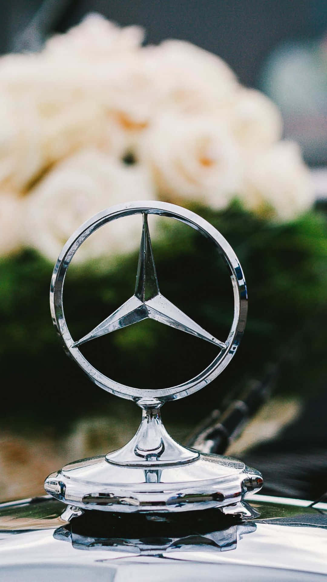 Mercedes 桌布 壁紙 — 閃亮的鍍鉻賓士星形標誌位於汽車引擎蓋上，背景有模糊的柔和白色玫瑰。