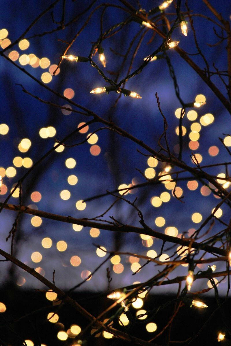 Christmas Lights Aesthetic 桌布 壁紙 — 閃爍的串燈在深藍色暮色天空下，溫暖地照亮了深色的樹枝。