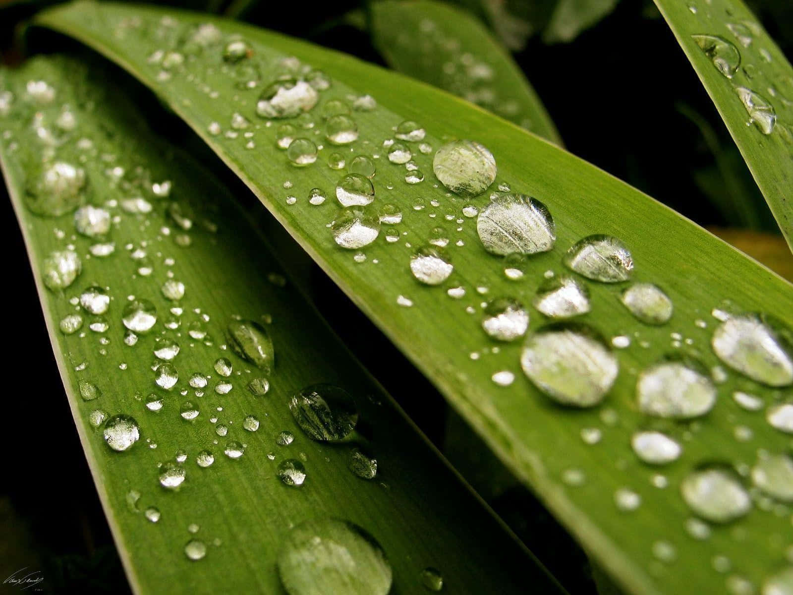 Rain Drops 桌布 壁紙 — 閃爍的水珠依附在充滿活力的綠葉上，是一張自然特寫照。