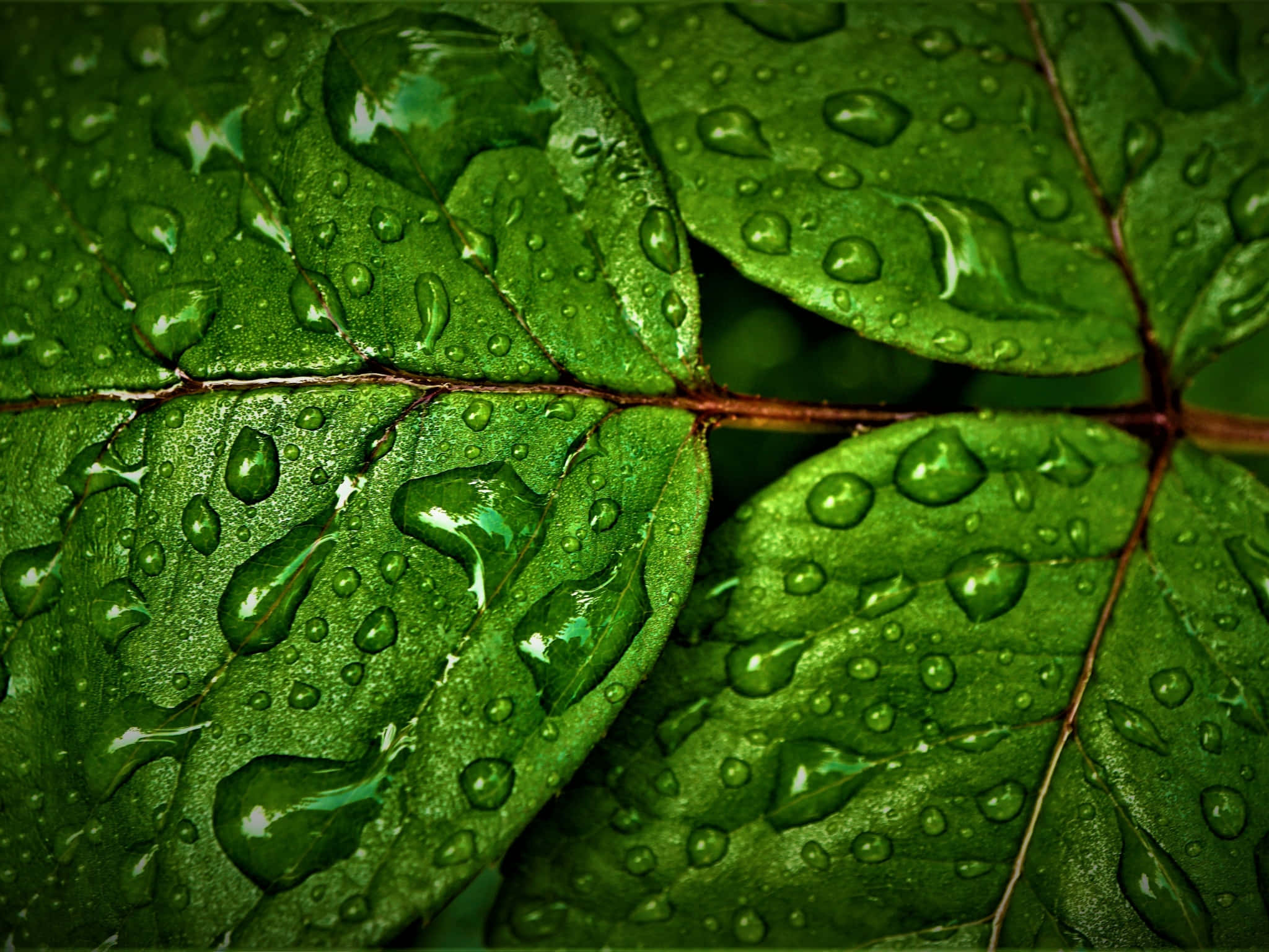Rain 4K 桌布 壁紙 — 閃爍的水珠依附在充滿活力的綠葉上，這是一張自然特寫照。