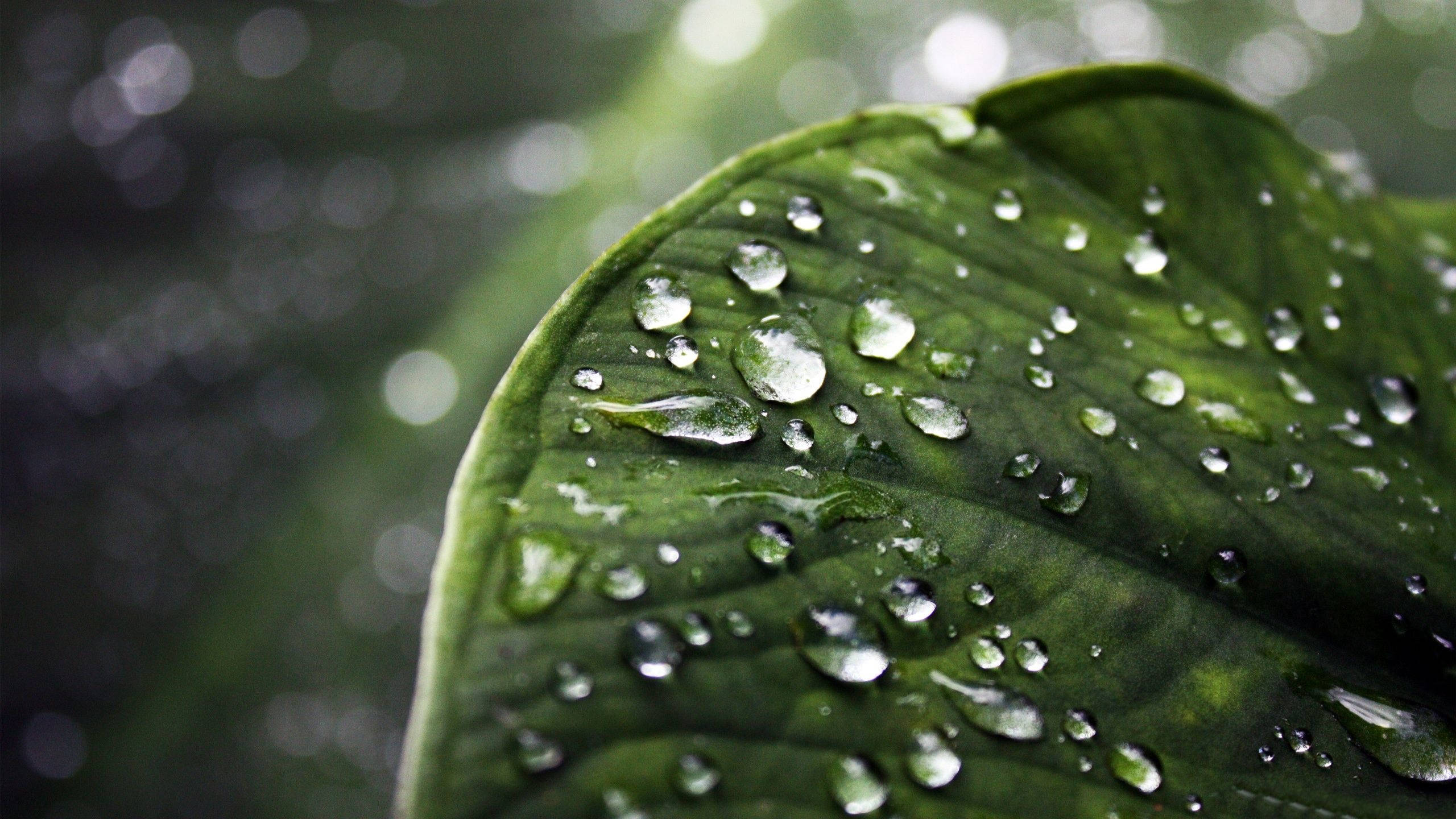 Rainy Day 桌布 壁紙 — 閃爍的水珠依附在寬闊葉片的鮮綠色表面上，背景柔和散景。