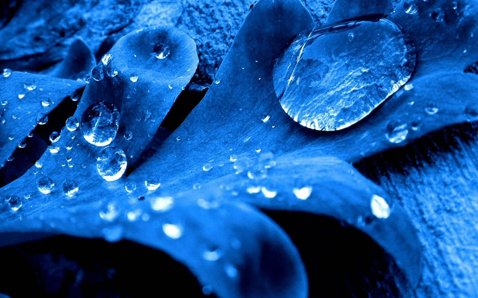 Water Drop 桌布 壁紙 — 閃爍的水珠依附在帶有紋理的藍色花瓣上，以深色陰影和冷色調的微距拍攝。