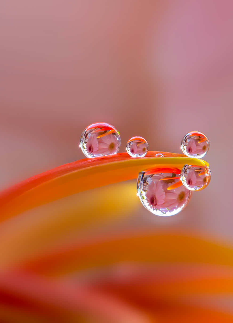 Water Drop 桌布 壁紙 — 閃爍的水珠依附在彎曲的花瓣上，映照出粉紅色的花朵，背景是柔和的漸變色。