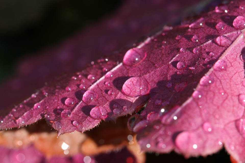 Droplets 桌布 壁紙 — 閃爍的水珠依附在深紫紅色葉子的紋理表面上，在柔和陽光下。