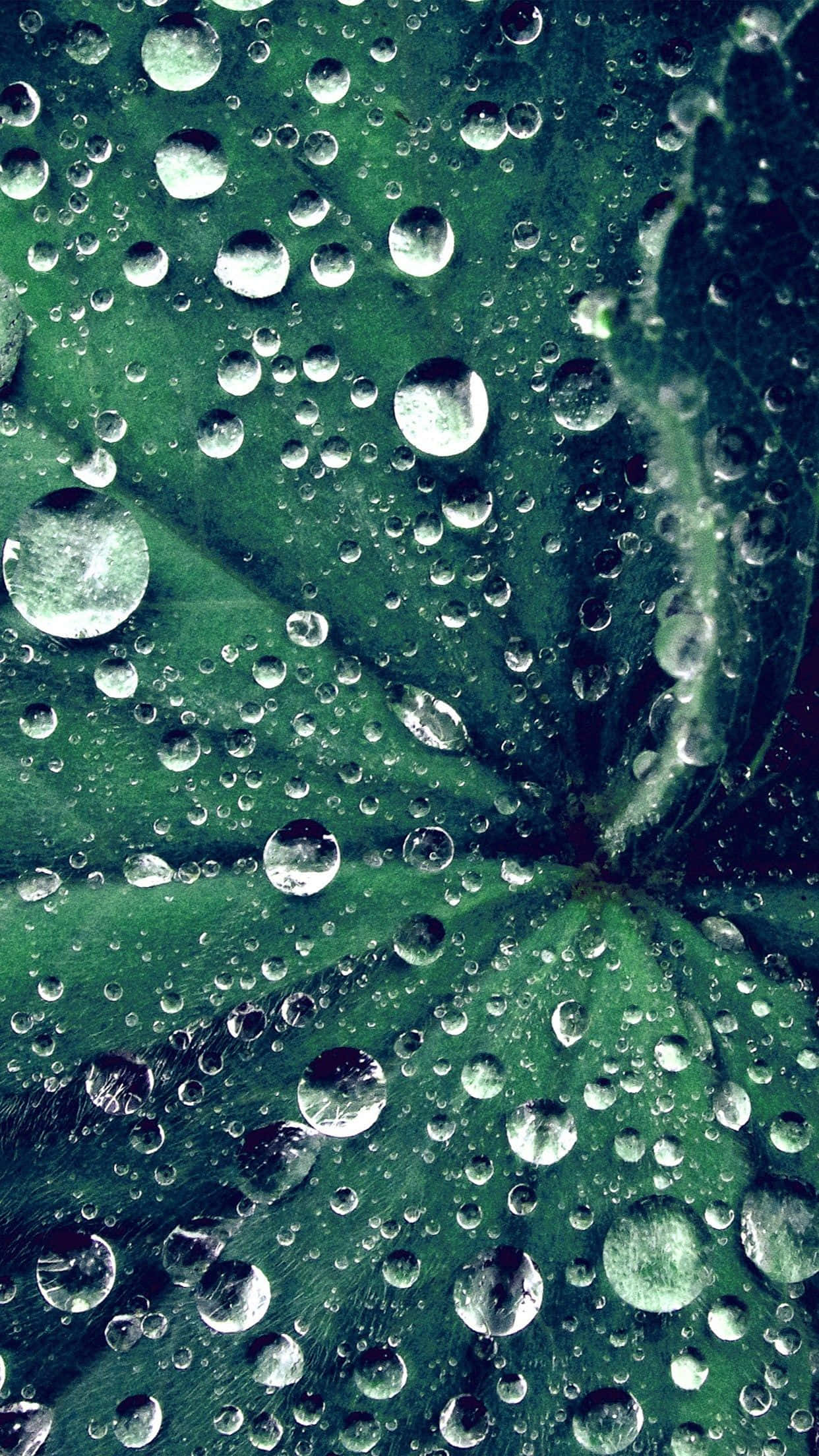大理石 桌布 壁紙 — 閃爍的水珠依附在深綠色的葉片上，在其反射表面下顯露出錯綜複雜的葉脈。