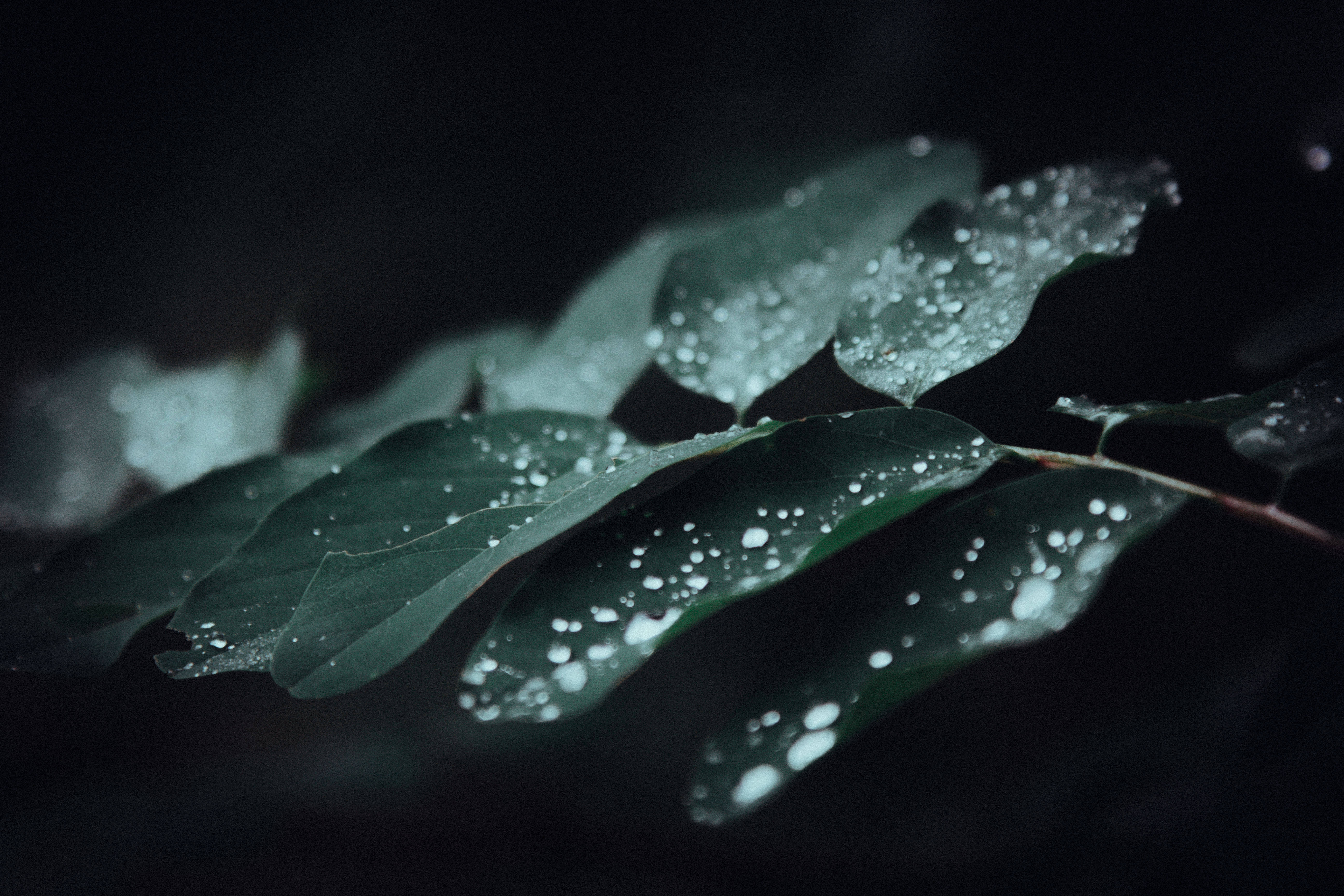 Dim 桌布 壁紙 — 閃爍的水珠依附在深綠色葉片上，以黑色背景襯托，呈現陰鬱的特寫。