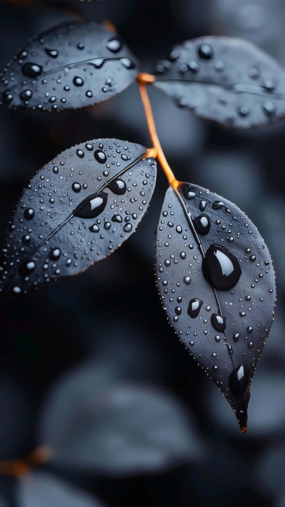 Dark Leaves with Raindrops 壁紙 — 閃爍的水珠依附在深色啞光葉片上，帶有鮮豔的橙色莖，背景是模糊的炭灰色。