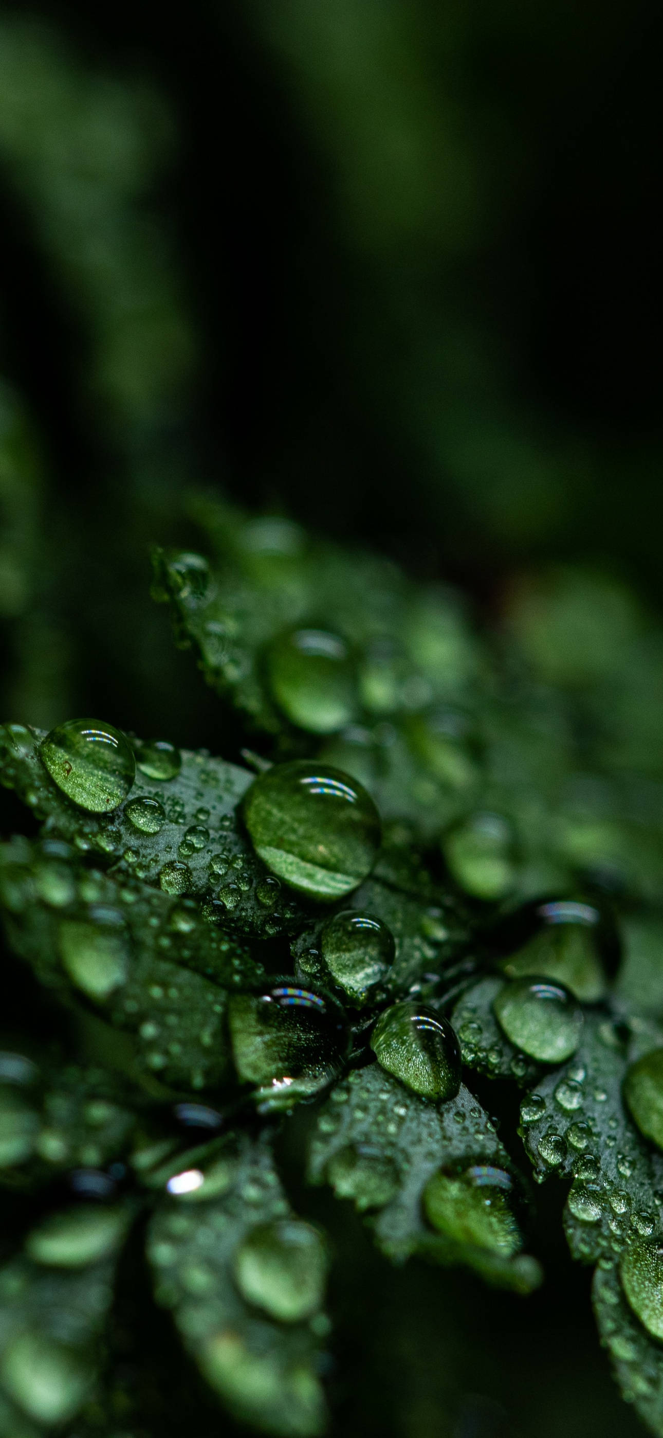 Plant iPhone 桌布 壁紙 — 閃爍的水珠依附在茂密森林中充滿活力的綠色蕨葉上。
