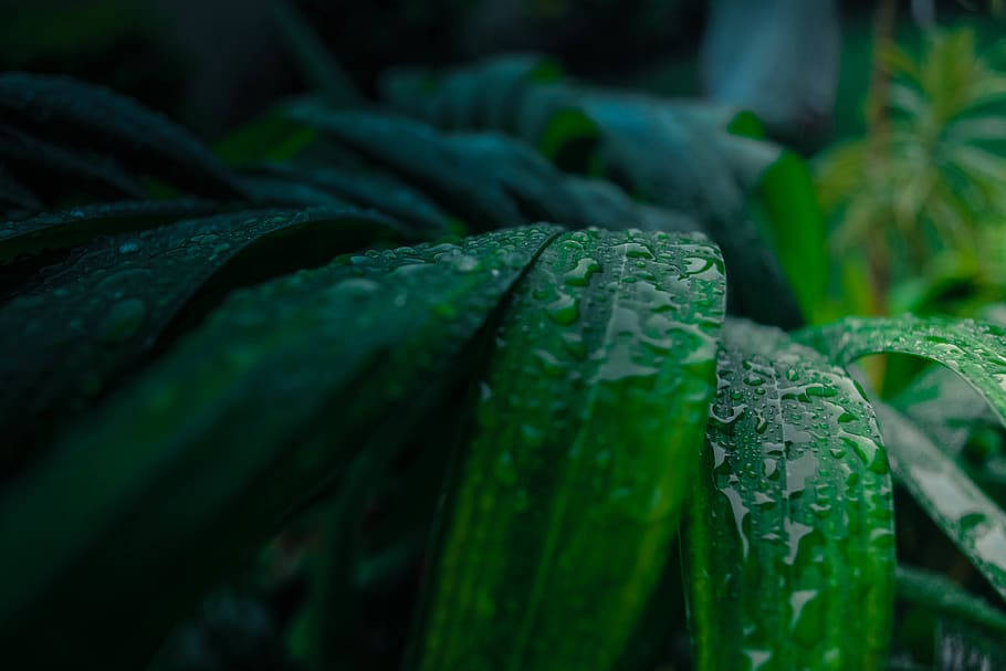 葉子 桌布 壁紙 — 閃爍的水珠依附在茂密陰暗叢林環境中充滿活力的綠葉上。