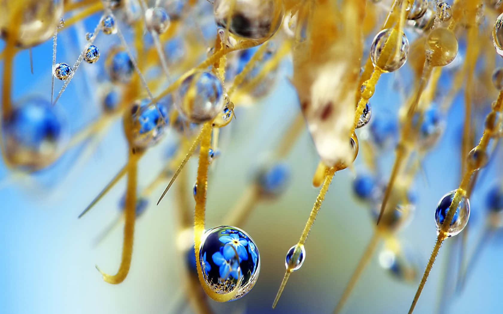 Water Drop 桌布 壁紙 — 閃爍的水珠依附在金色植物纖維上，映照出藍色花朵，背景是柔和的天空。