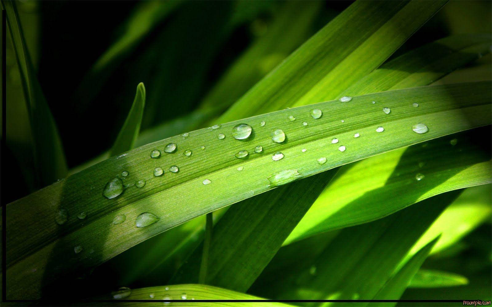 Raindrops 桌布 壁紙 — 閃爍的水珠依附在鮮綠的草葉上，沐浴在柔和陽光下。