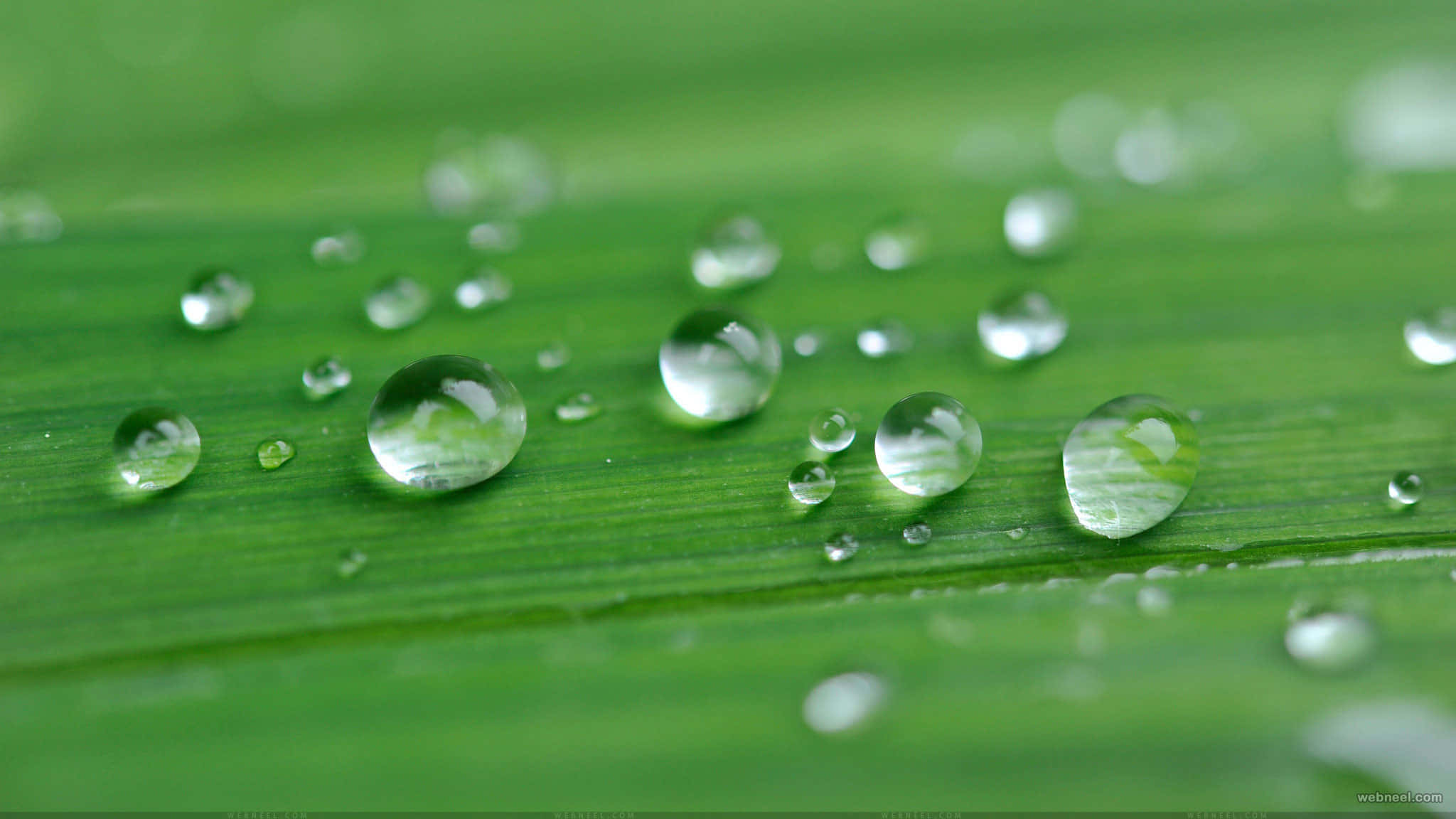 Rain 4K 桌布 壁紙 — 閃爍的水珠停留在充滿活力的綠葉上，焦點清晰，背景柔和模糊。