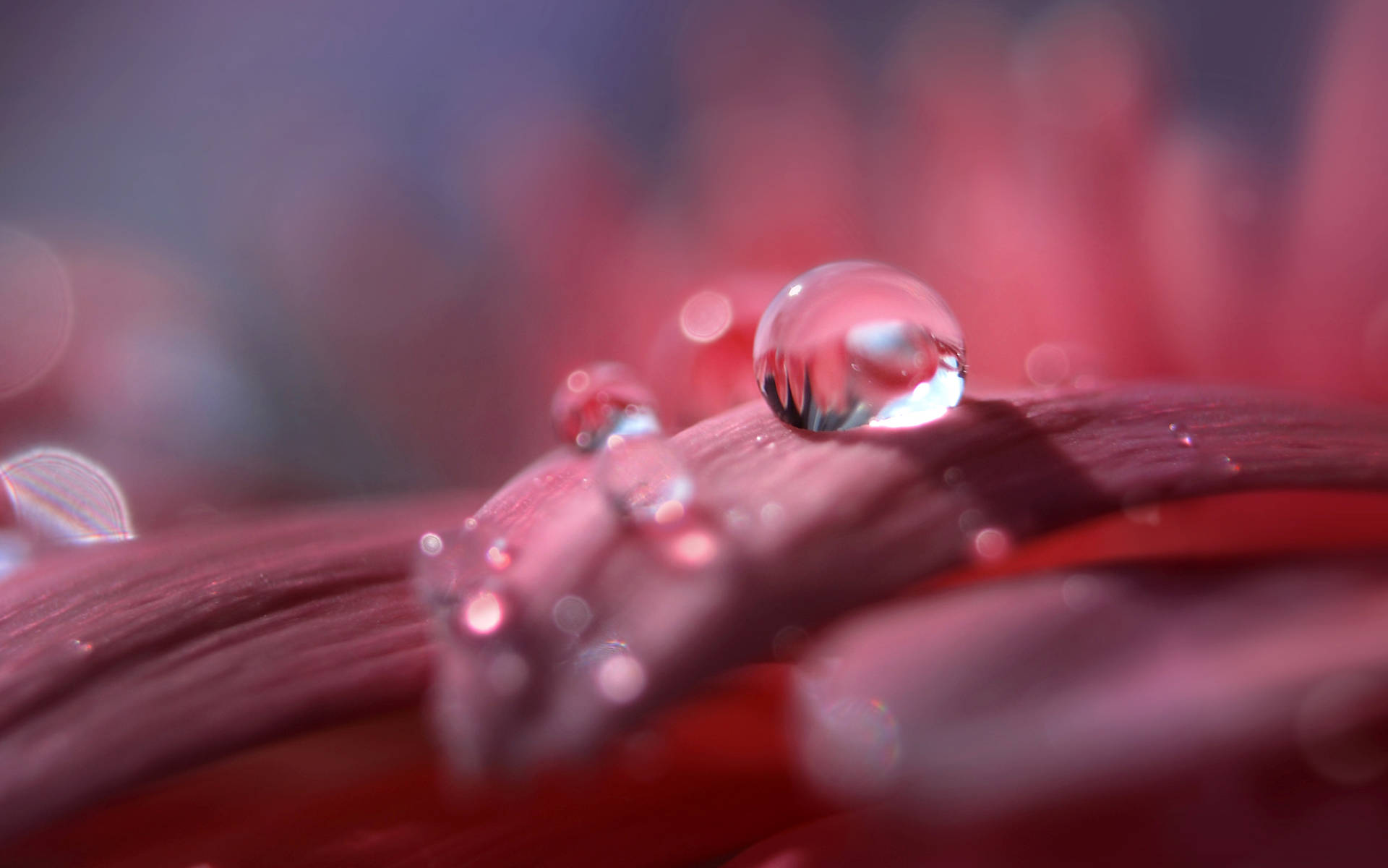 紅色花瓣上露珠的特寫，背景模糊。 — 3D 桌面 GIF 壁紙