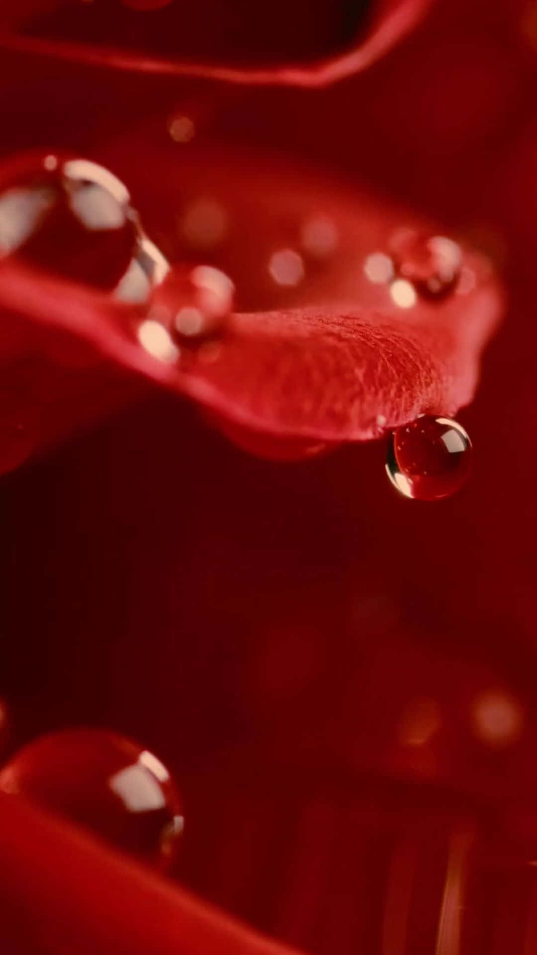 drops of nature 壁紙 — 閃爍的水珠停留在柔軟模糊背景的天鵝絨般紅色玫瑰花瓣上。