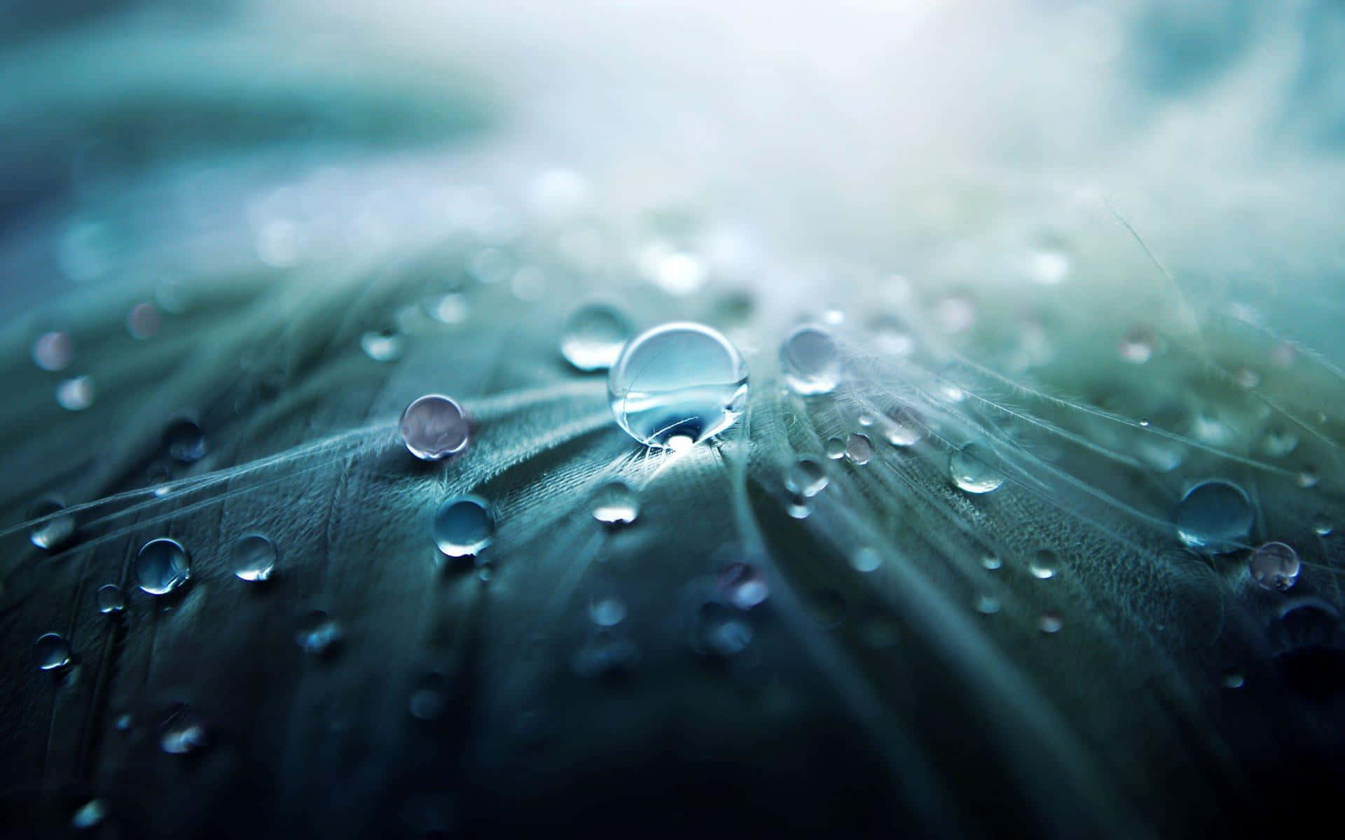 Water Droplet 桌布 壁紙 — 閃爍的水珠停留在柔軟的綠色羽毛上，光線穿透迷濛的背景。