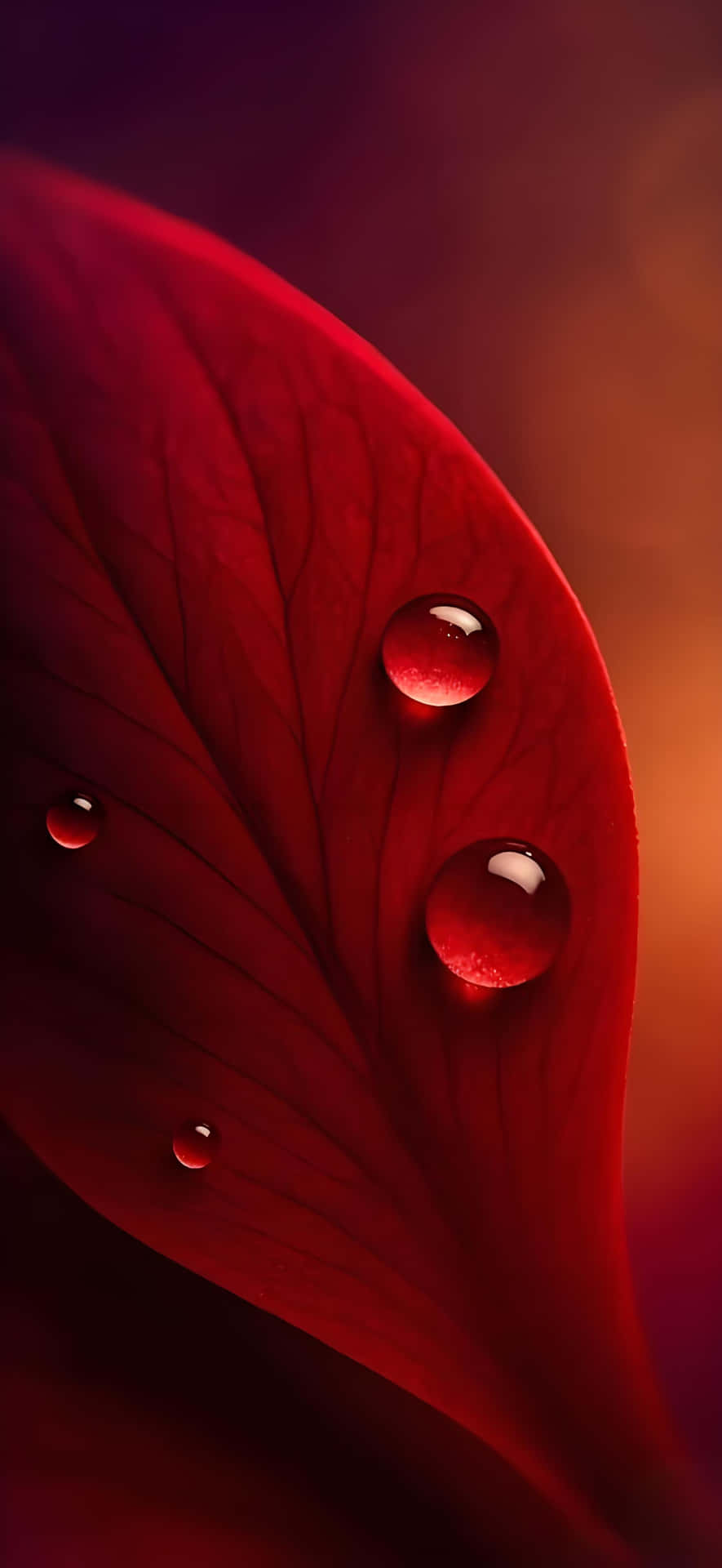 Red leaf water drop wallpaper 壁紙 — 閃爍的水珠停留在深紅色葉子的天鵝絨般表面上，背景溫暖而模糊。