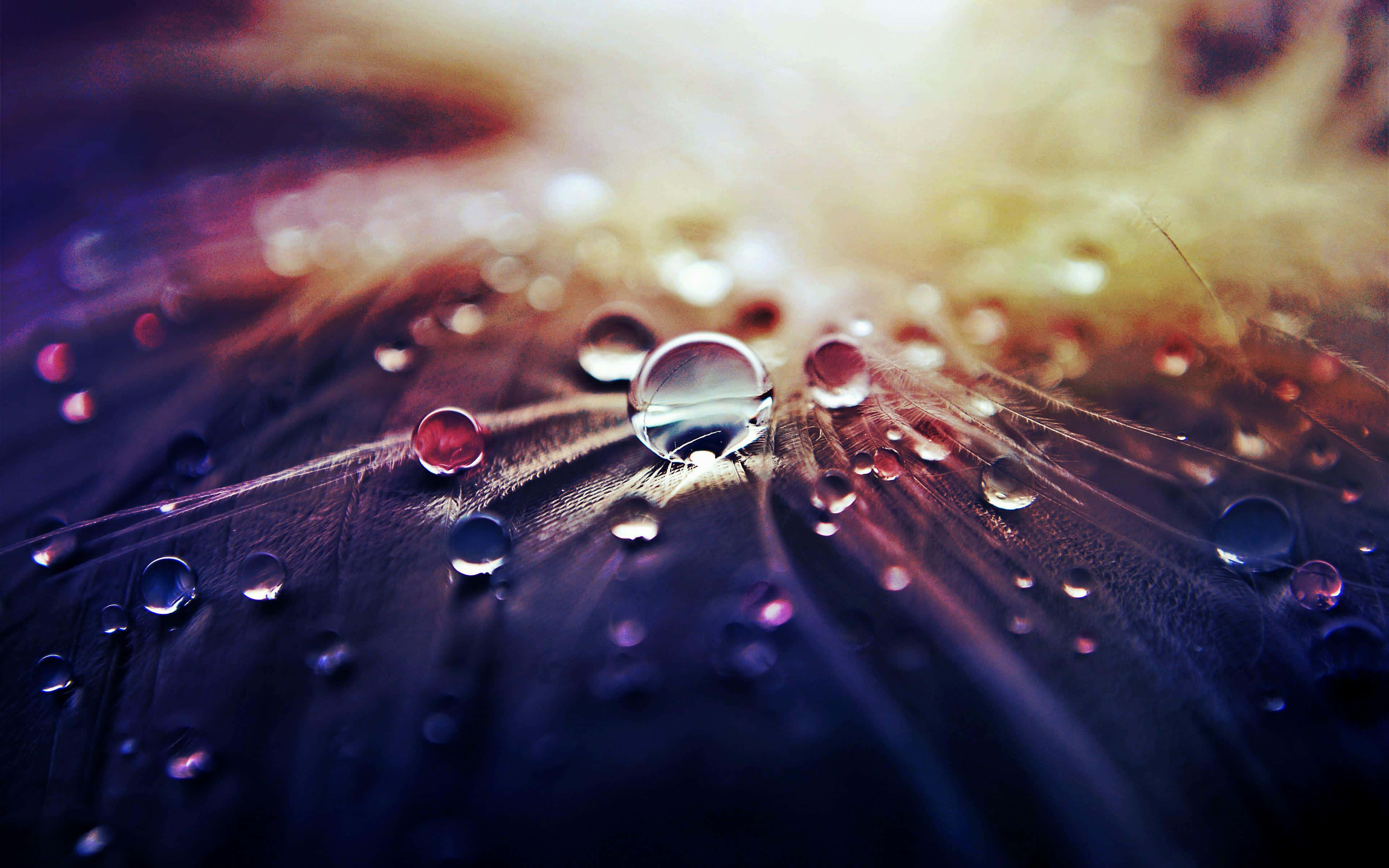 Water Droplet 桌布 壁紙 — 閃爍的水珠停留在深色羽毛上，背後散發出溫暖的金色光芒。