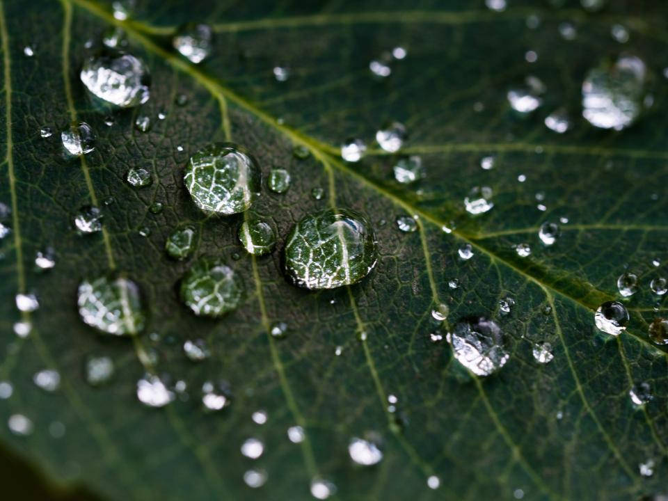 Water Droplets 桌布 壁紙 — 閃爍的水珠停留在鮮綠色的葉子上，在其清澈的表面下顯露出複雜的葉脈圖案。