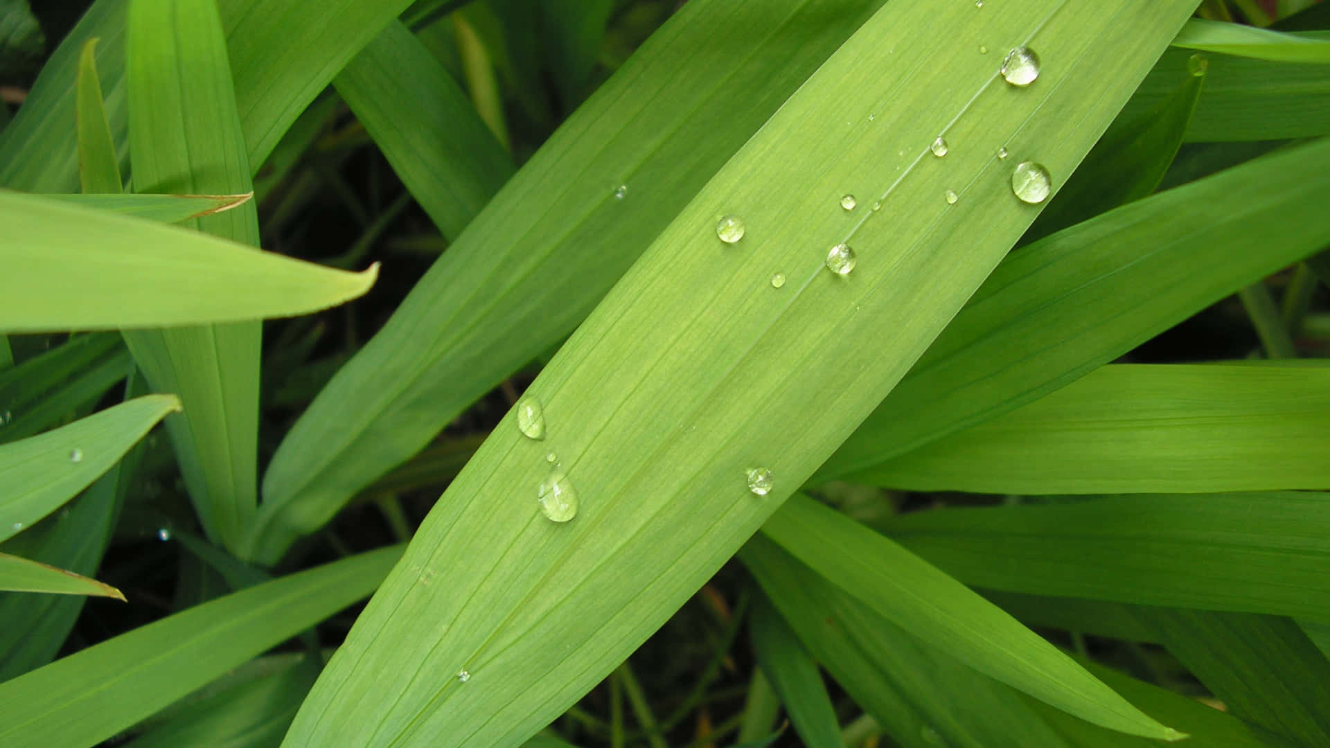 Water Beaded Plant. 壁紙 — 閃爍的水珠沿著充滿活力的綠色葉片排列，周圍環繞著茂密的樹葉。