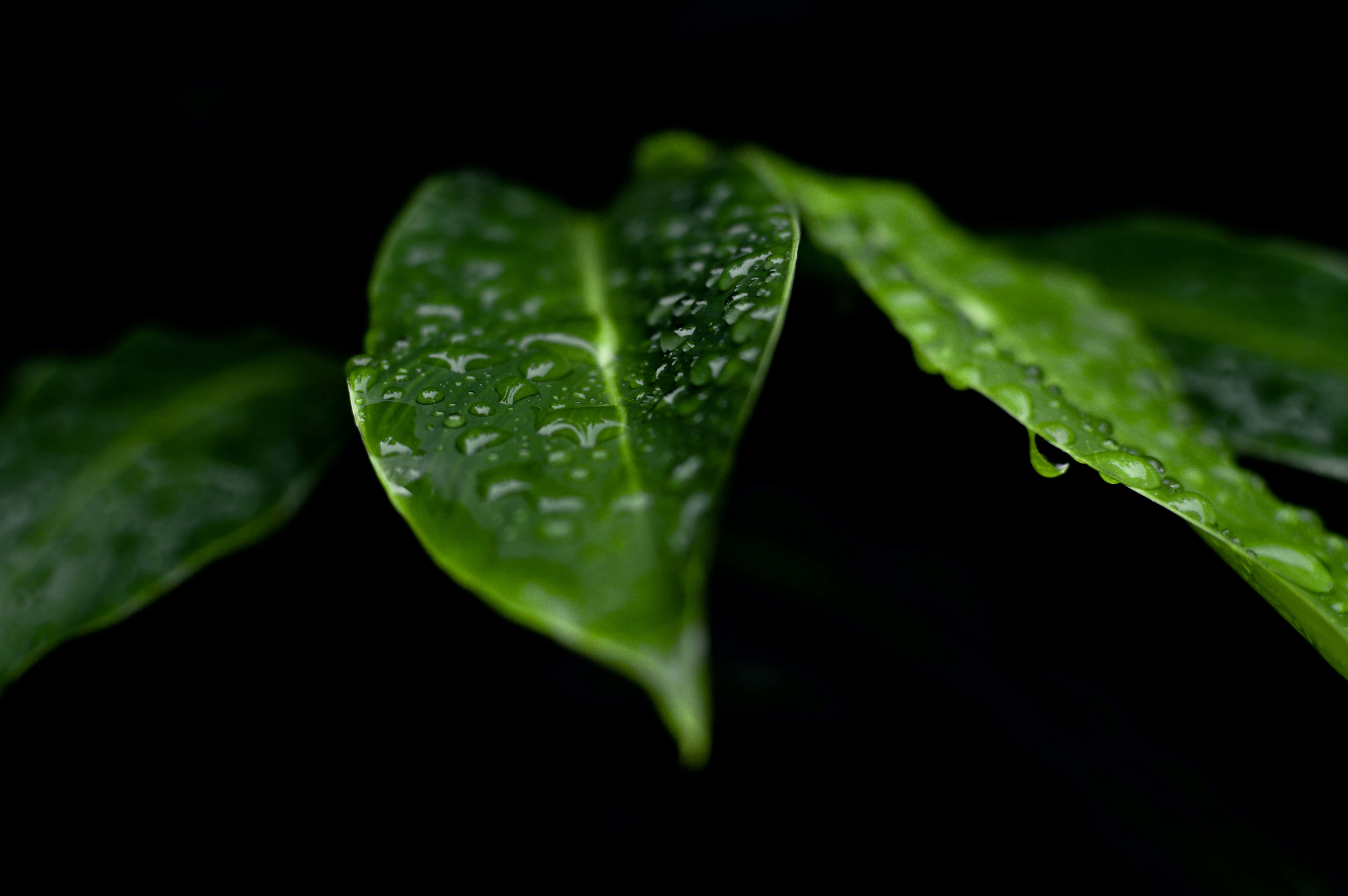 Black And Green 桌布 壁紙 — 閃爍的綠葉帶有水珠，在純黑色背景下顯得格外突出。