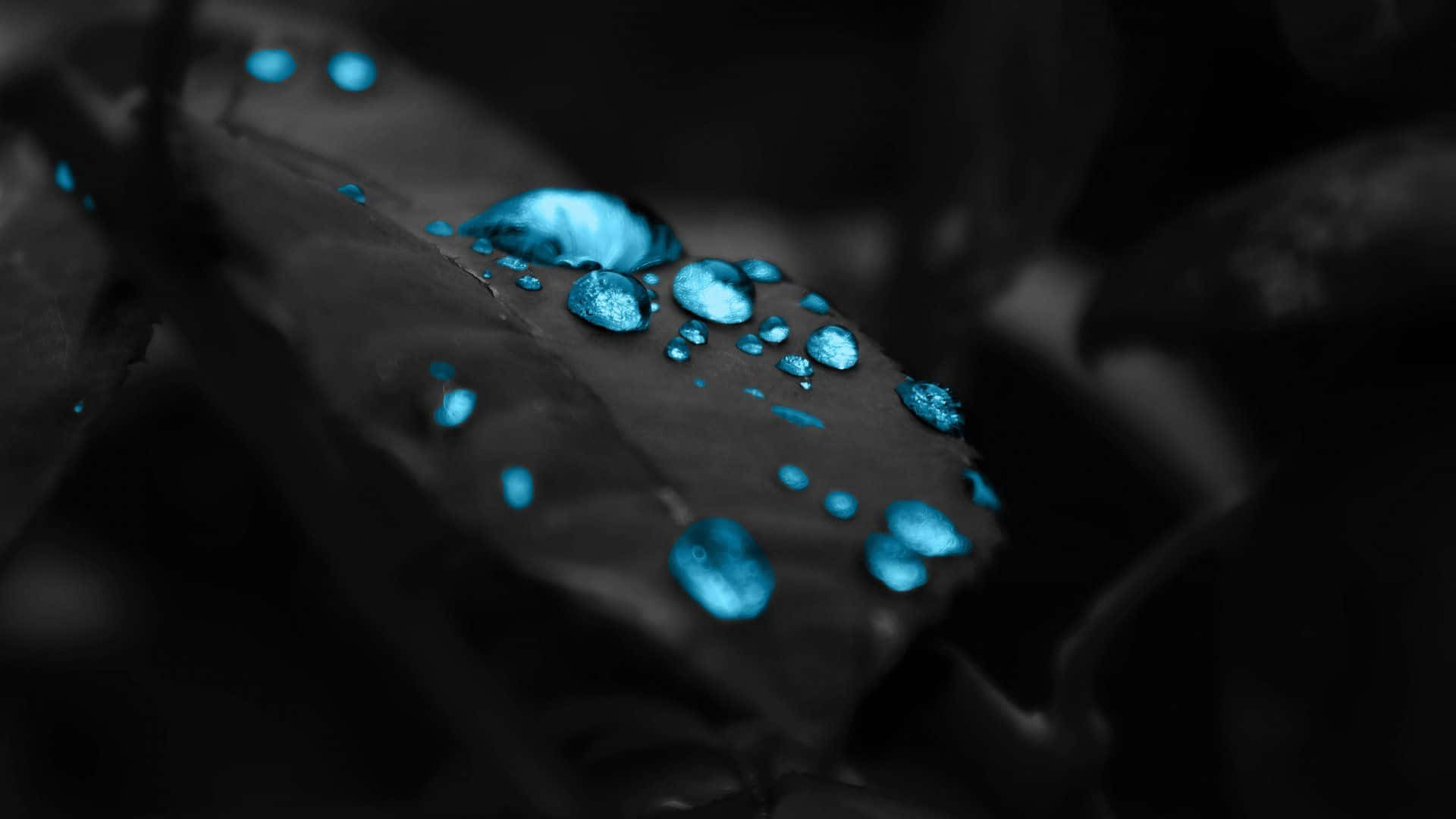 Black And Blue 桌布 壁紙 — 閃爍的藍色水滴停留在深色葉子上，背景為模糊的黑色。