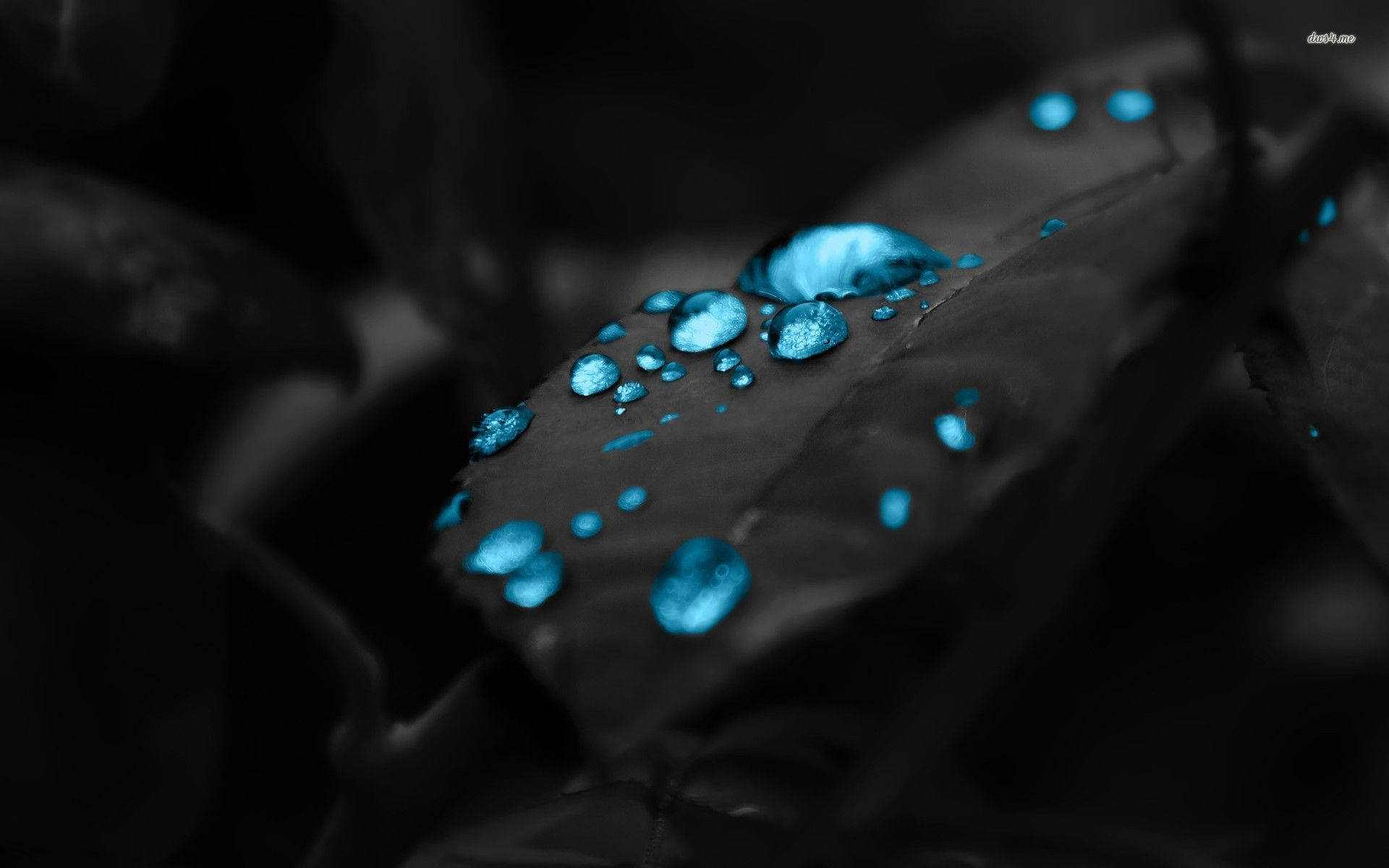 深藍色 桌布 壁紙 — 閃爍的藍色水滴停留在深色葉片上，形成高對比度的單色構圖。