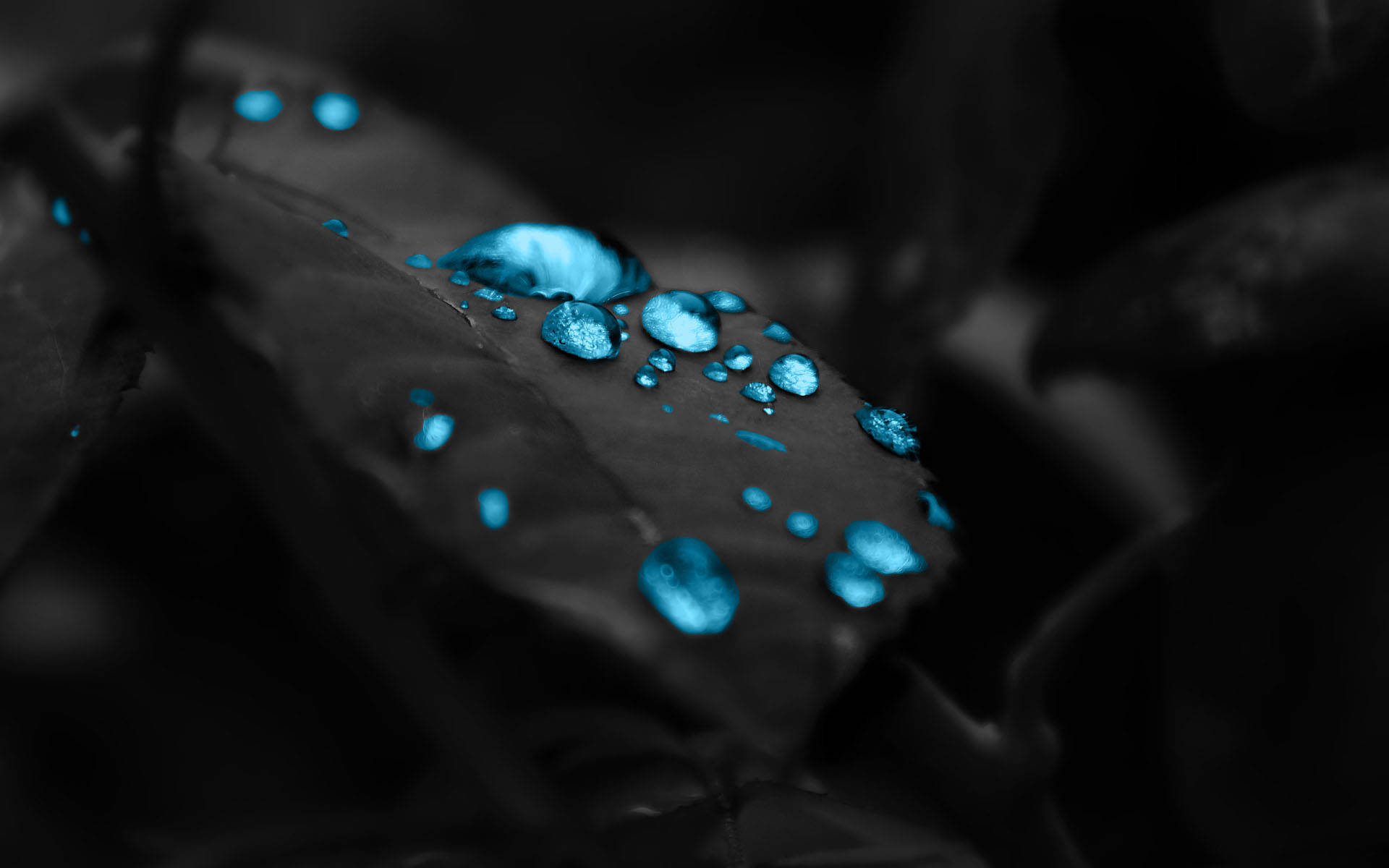 酷炫桌面 桌布 壁紙 — 閃爍的藍色水滴停留在黑色背景的深色葉子上。