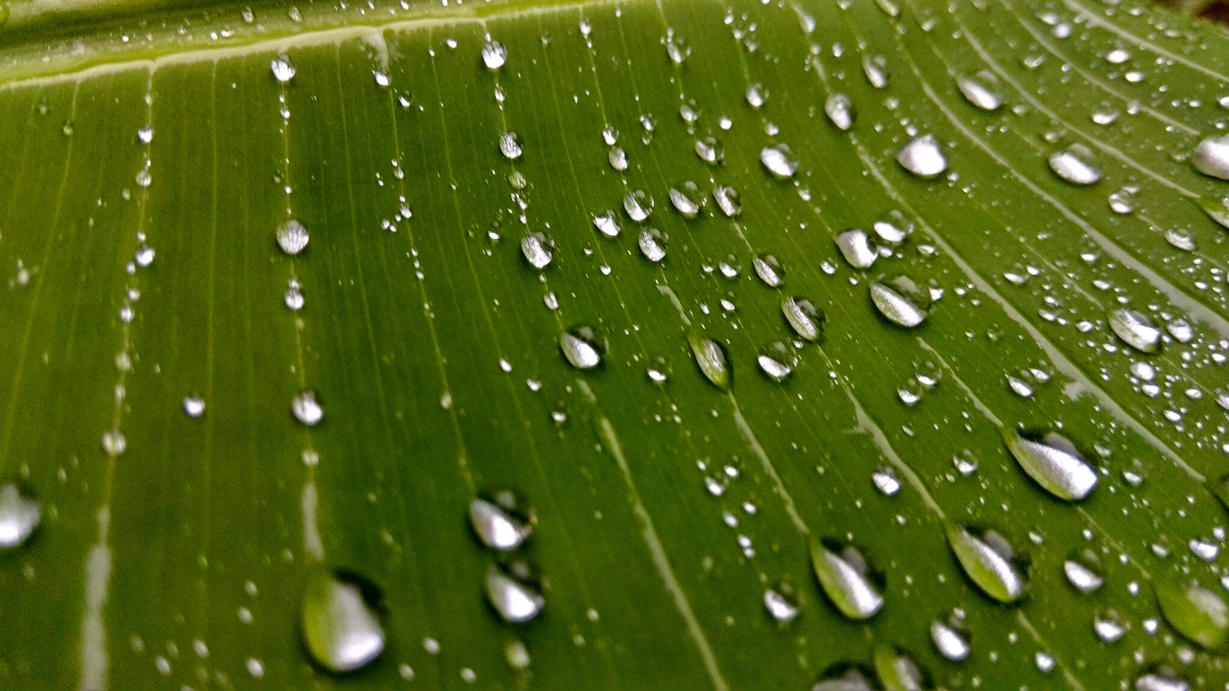 香蕉葉 桌布 壁紙 — 閃爍的雨滴依附在大型熱帶葉片鮮綠色表面上，葉片帶有複雜的葉脈圖案。