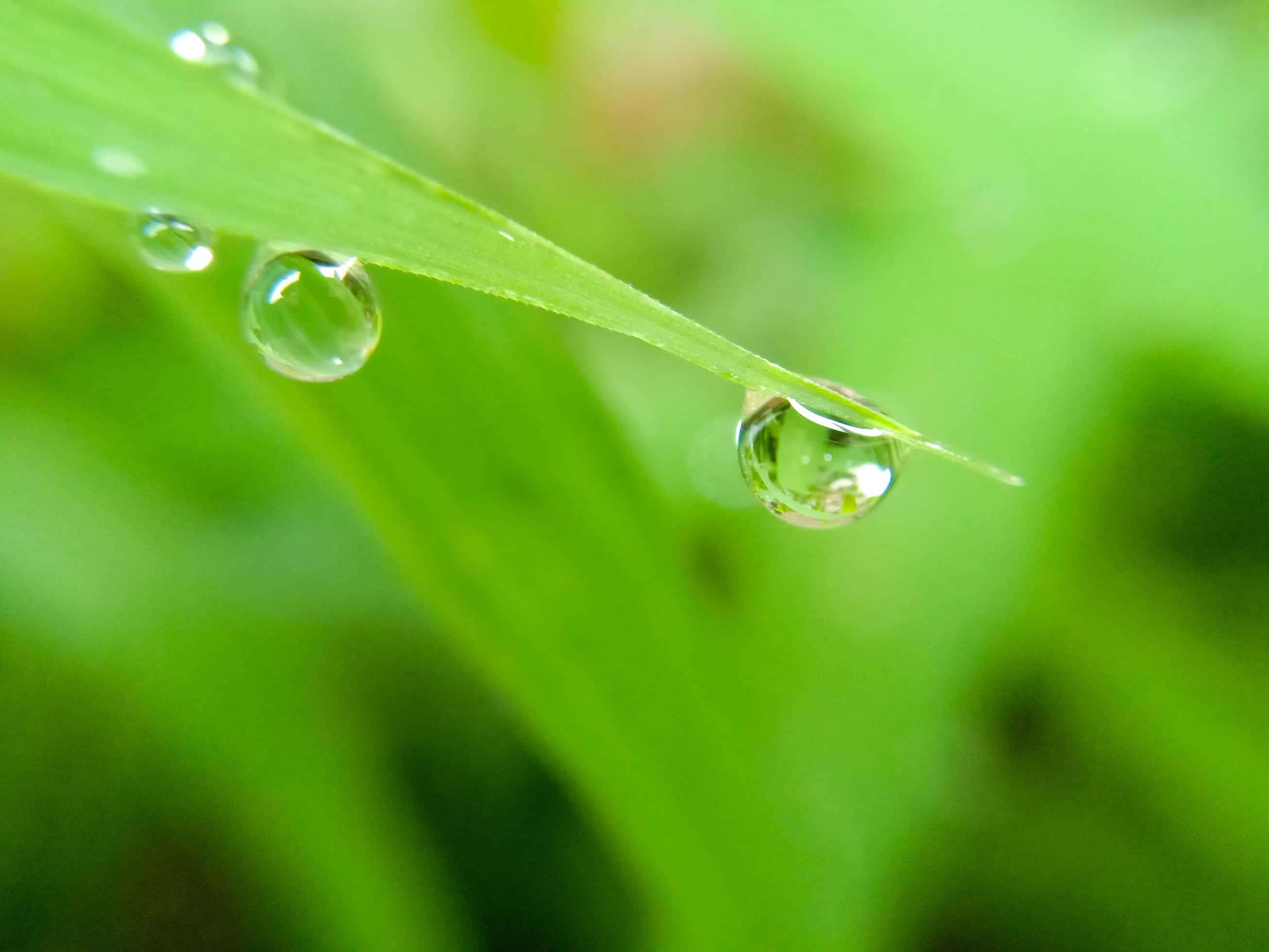 Beautiful Macro 桌布 壁紙 — 閃爍的露珠依附在充滿活力的綠色草葉上，沐浴在柔和的晨光中。
