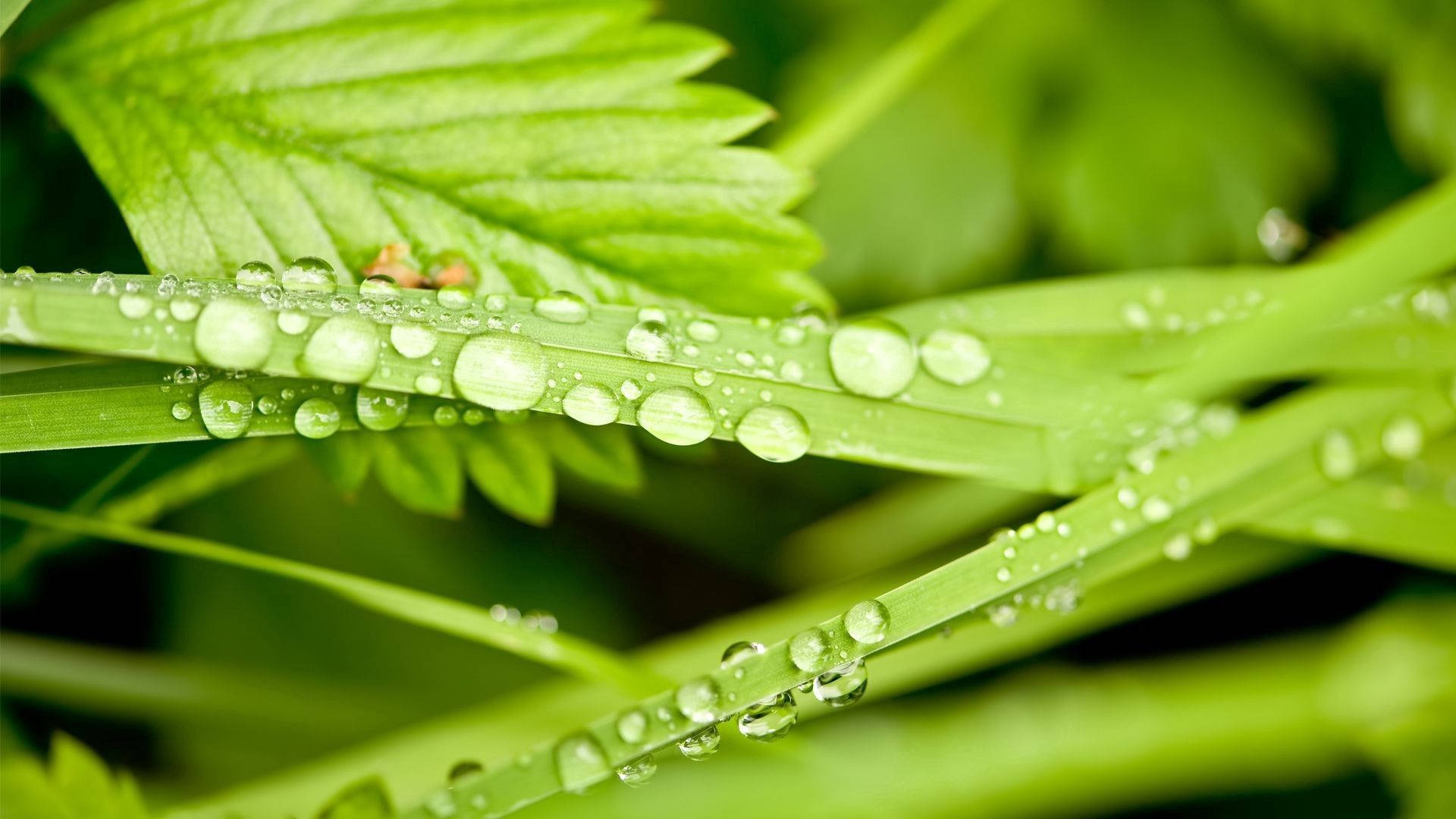 Plant 桌布 壁紙 — 閃爍的露珠依附在充滿活力的綠色草葉上，沐浴在柔和的晨光中。