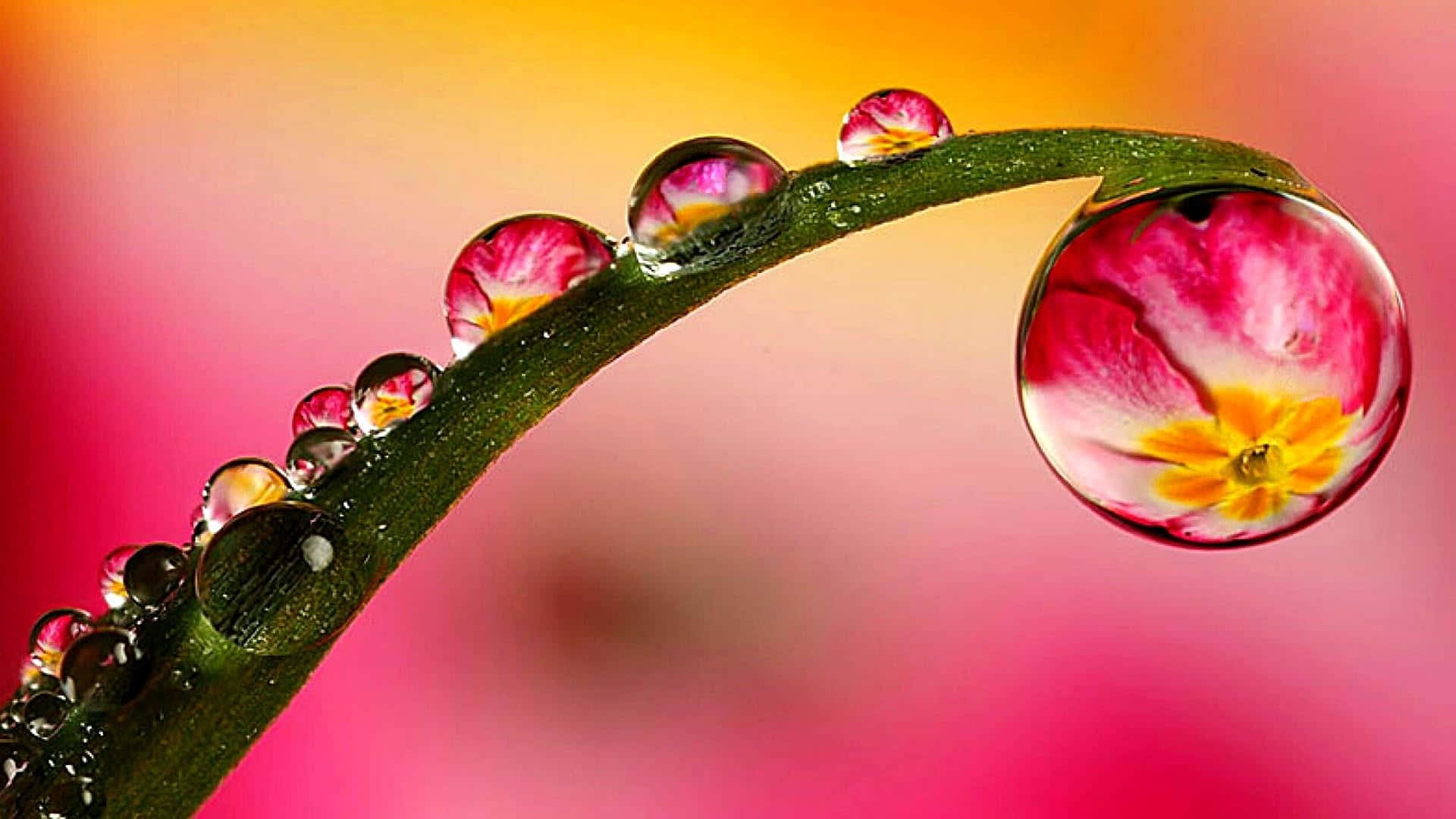 Water Drop 桌布 壁紙 — 閃爍的露珠依附在彎曲的綠色莖上，每一顆都在柔和的漸變背景上反射出鮮豔的粉紅色和黃色花朵。