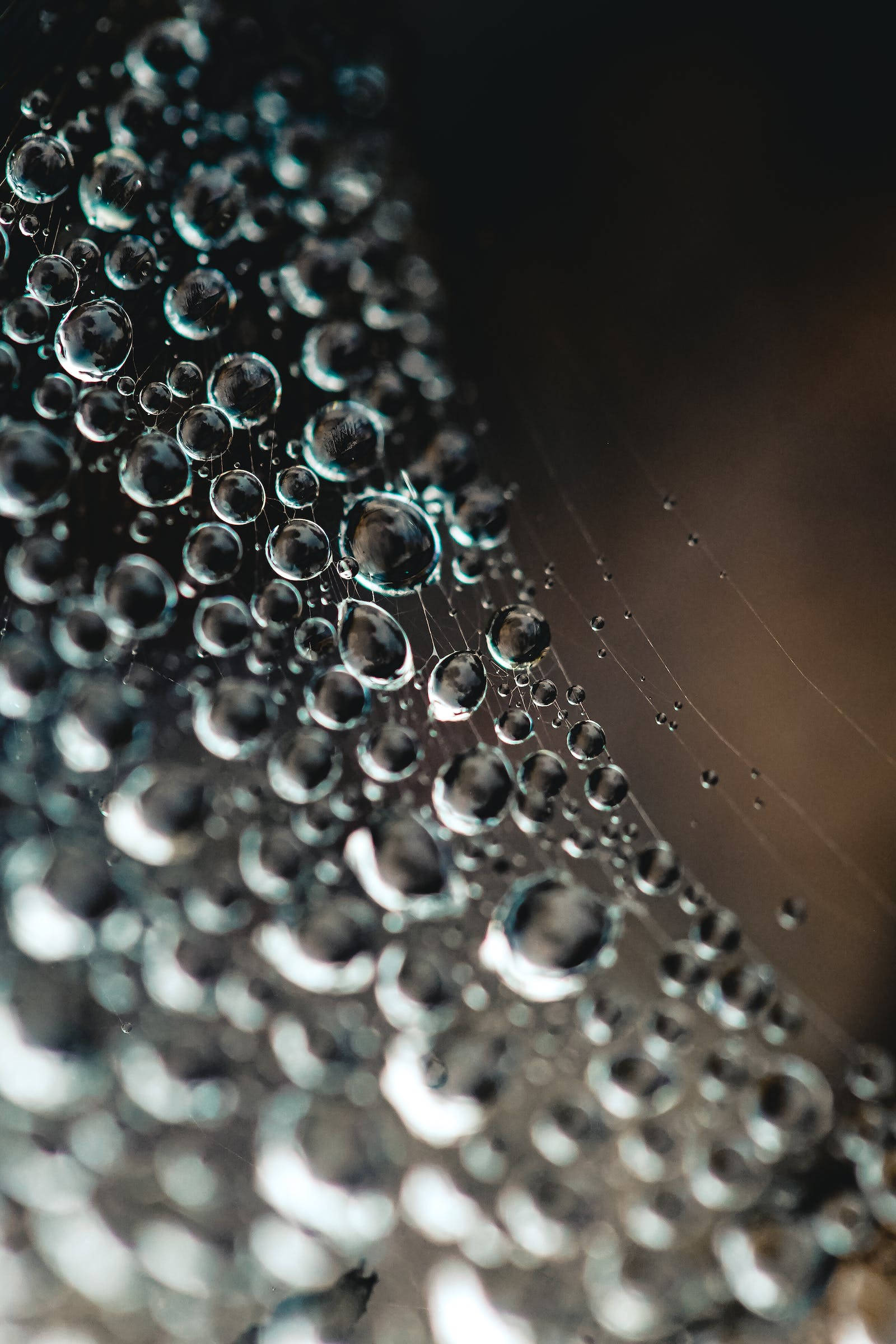 Droplets 桌布 壁紙 — 閃爍的露珠依附在精緻的蜘蛛絲線上，營造出淺景深效果。