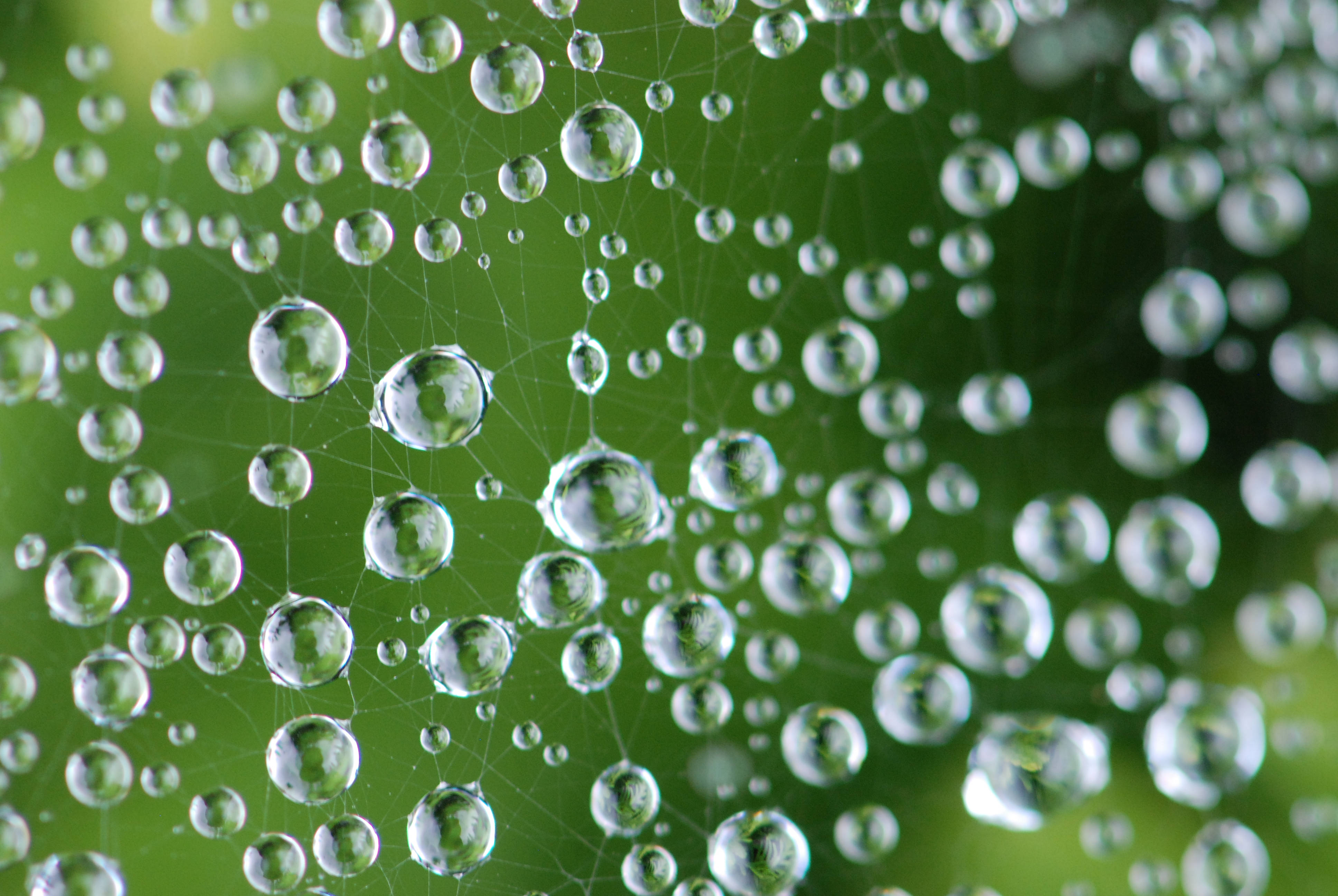 Droplets 桌布 壁紙 — 閃爍的露珠依附在精緻的蜘蛛網上，背景是柔和的綠色。