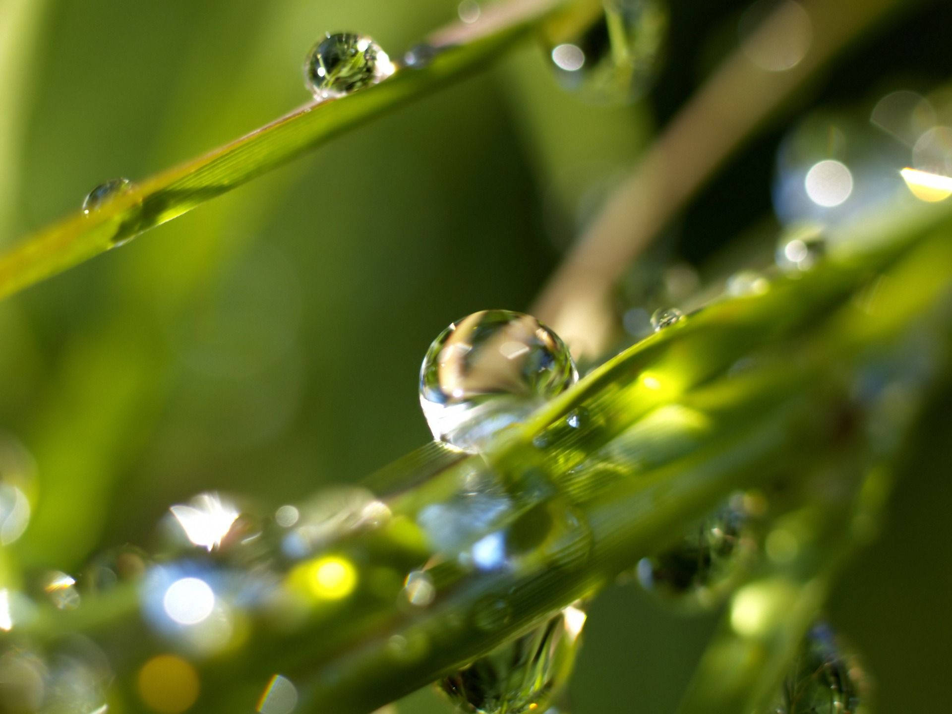 Rainy Day 桌布 壁紙 — 閃爍的露珠依附在鮮綠的草葉上，在明亮的陽光下形成閃閃發光的反射。